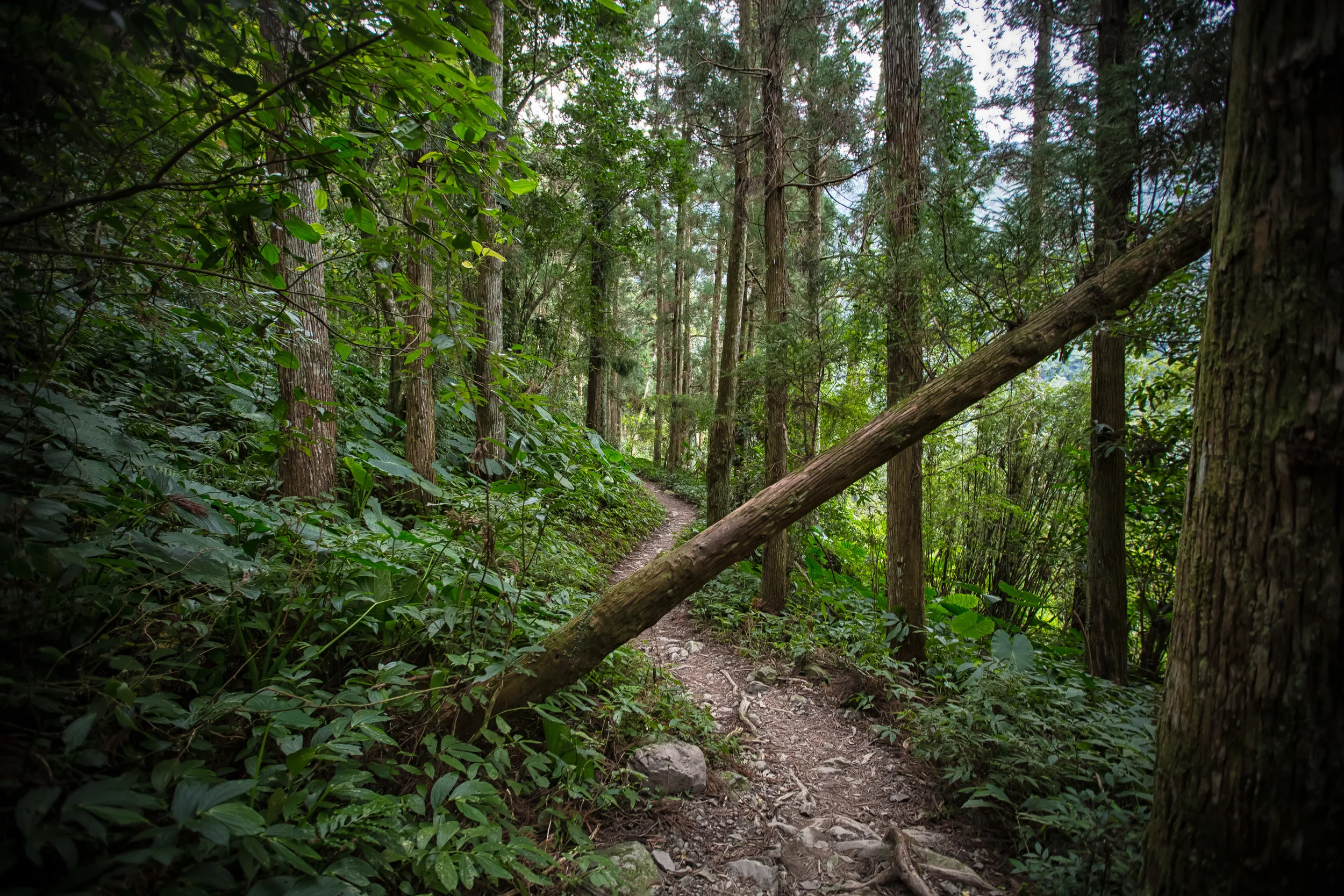 - The trail to the waterfall