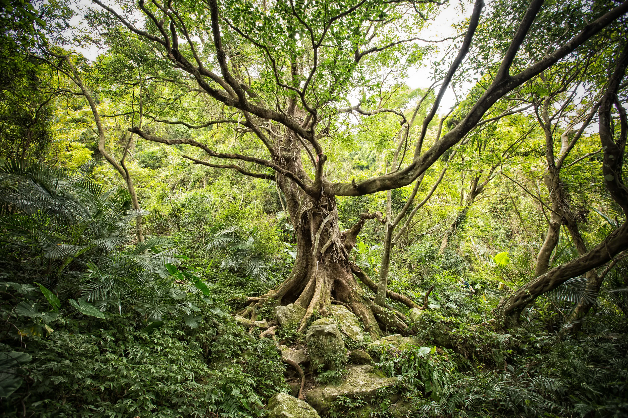 Wu Liao Jian (五寮尖) — Josh Ellis Photography