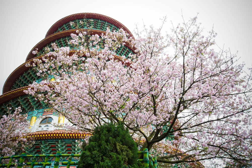 Sakura At Tian Yuan Temple 天元宮吉野櫻 Josh Ellis Photography