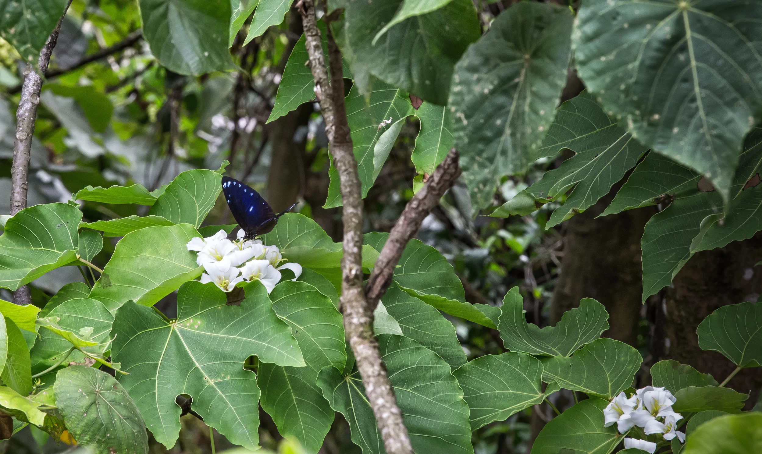 GTJ-2015-0504-8.jpg