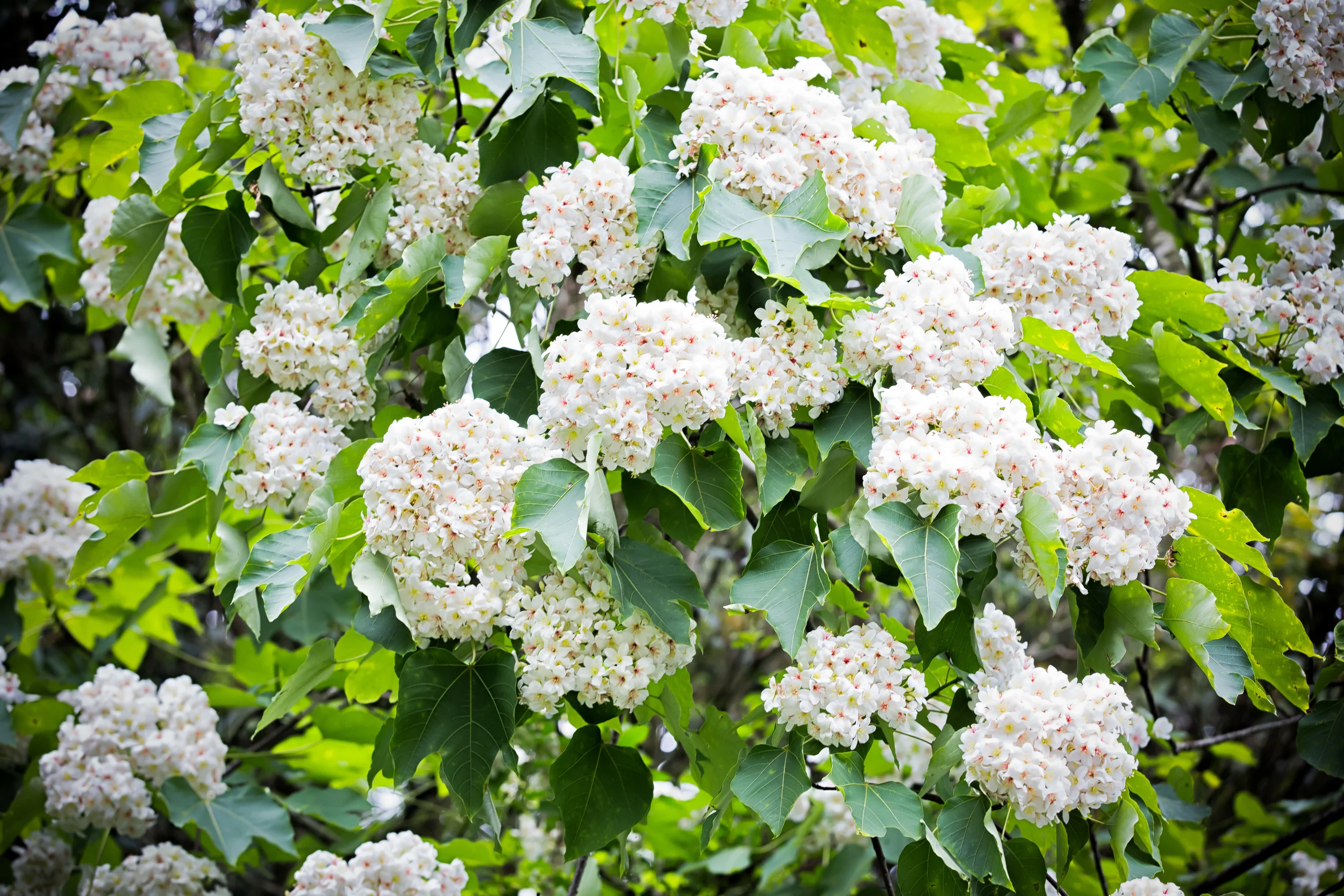 GTJ-2015-0504-11.jpg