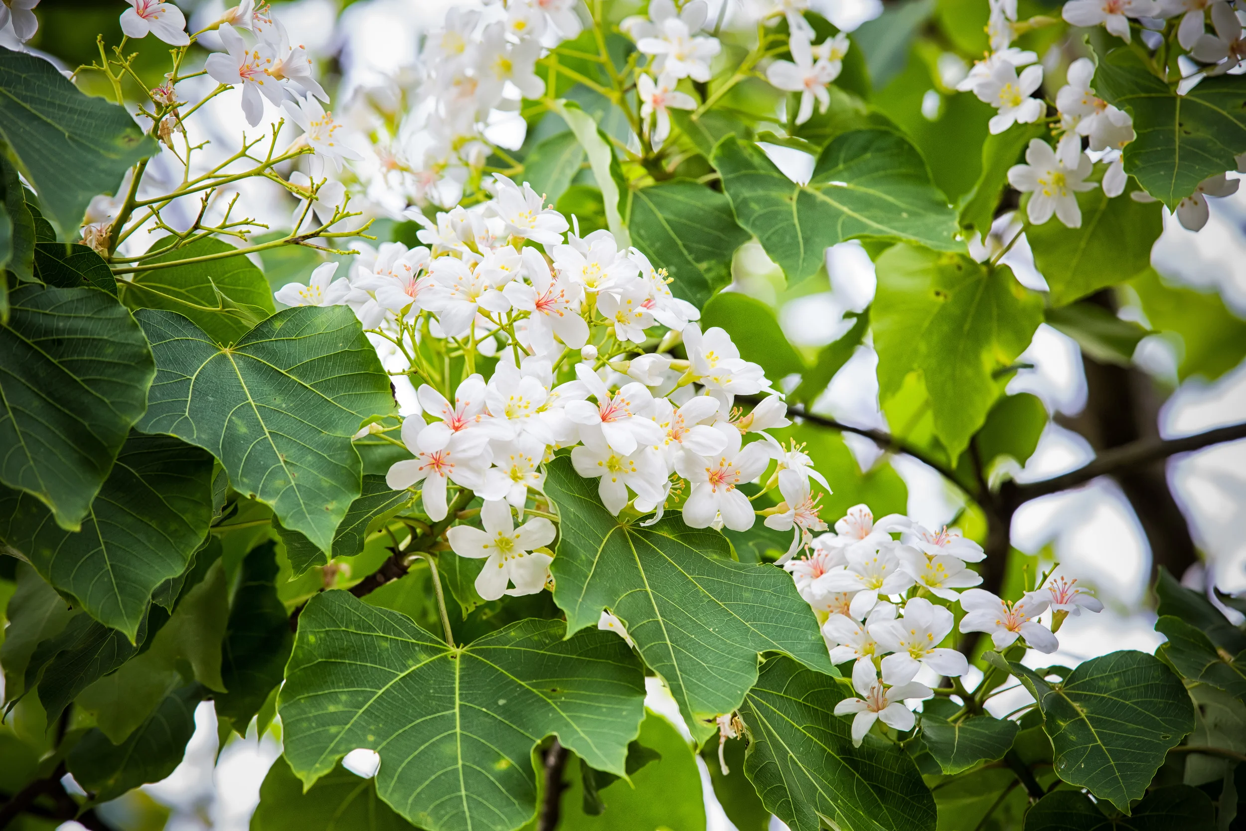 GTJ-2015-0504-16.jpg