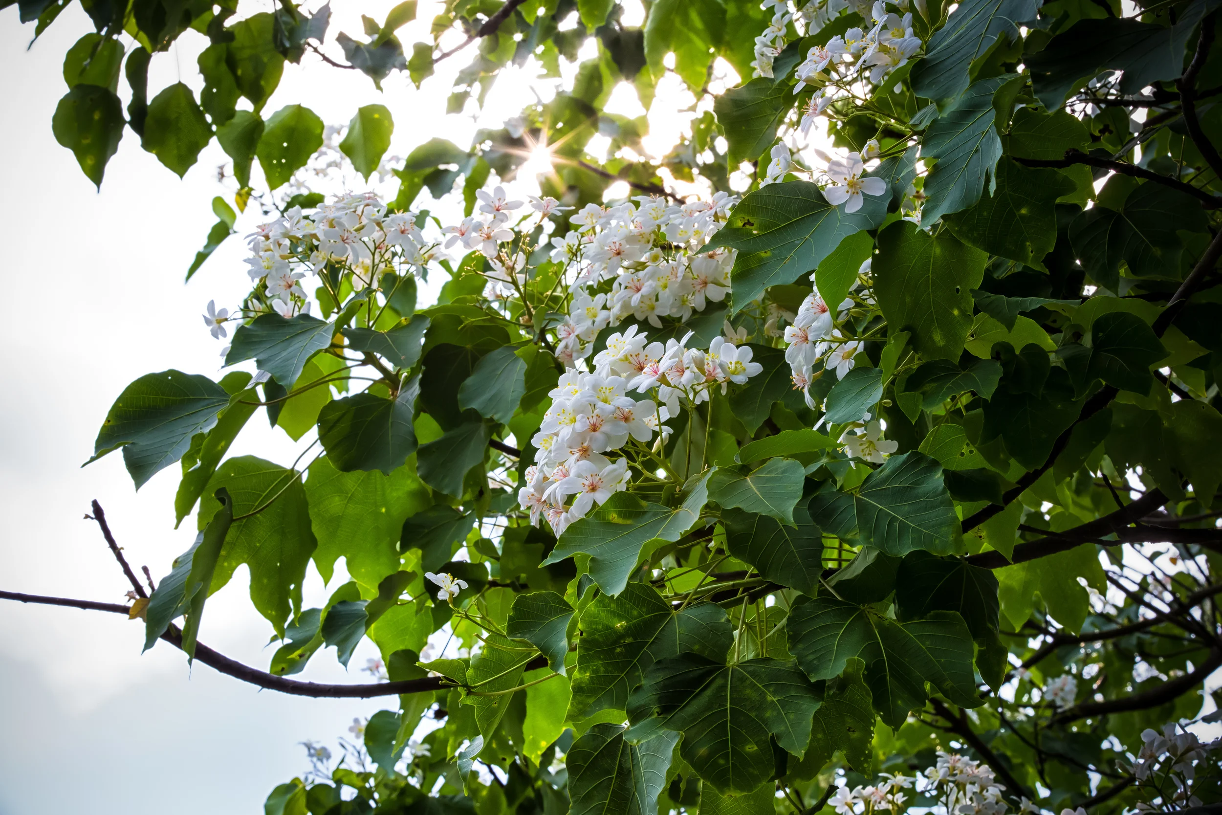 GTJ-2015-0504-18.jpg