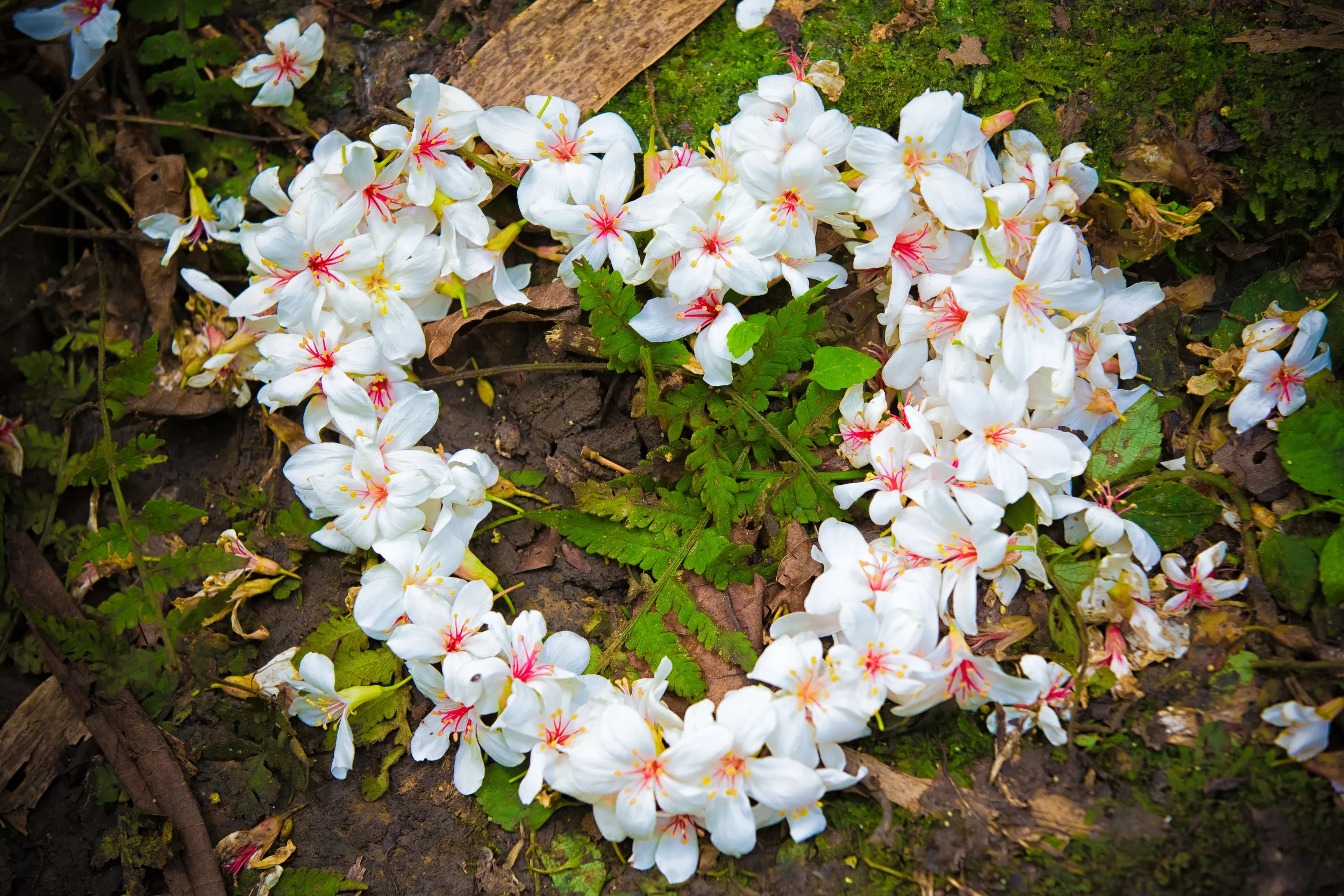 GTJ-2015-0504-32.jpg