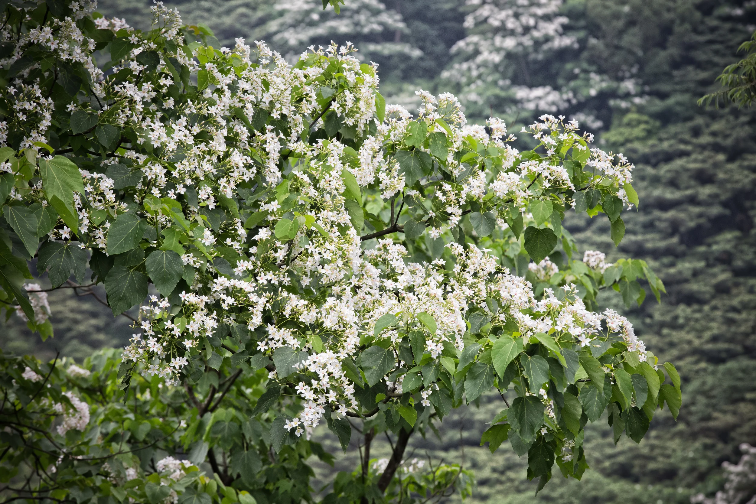 GTJ-2016-0512-18.jpg