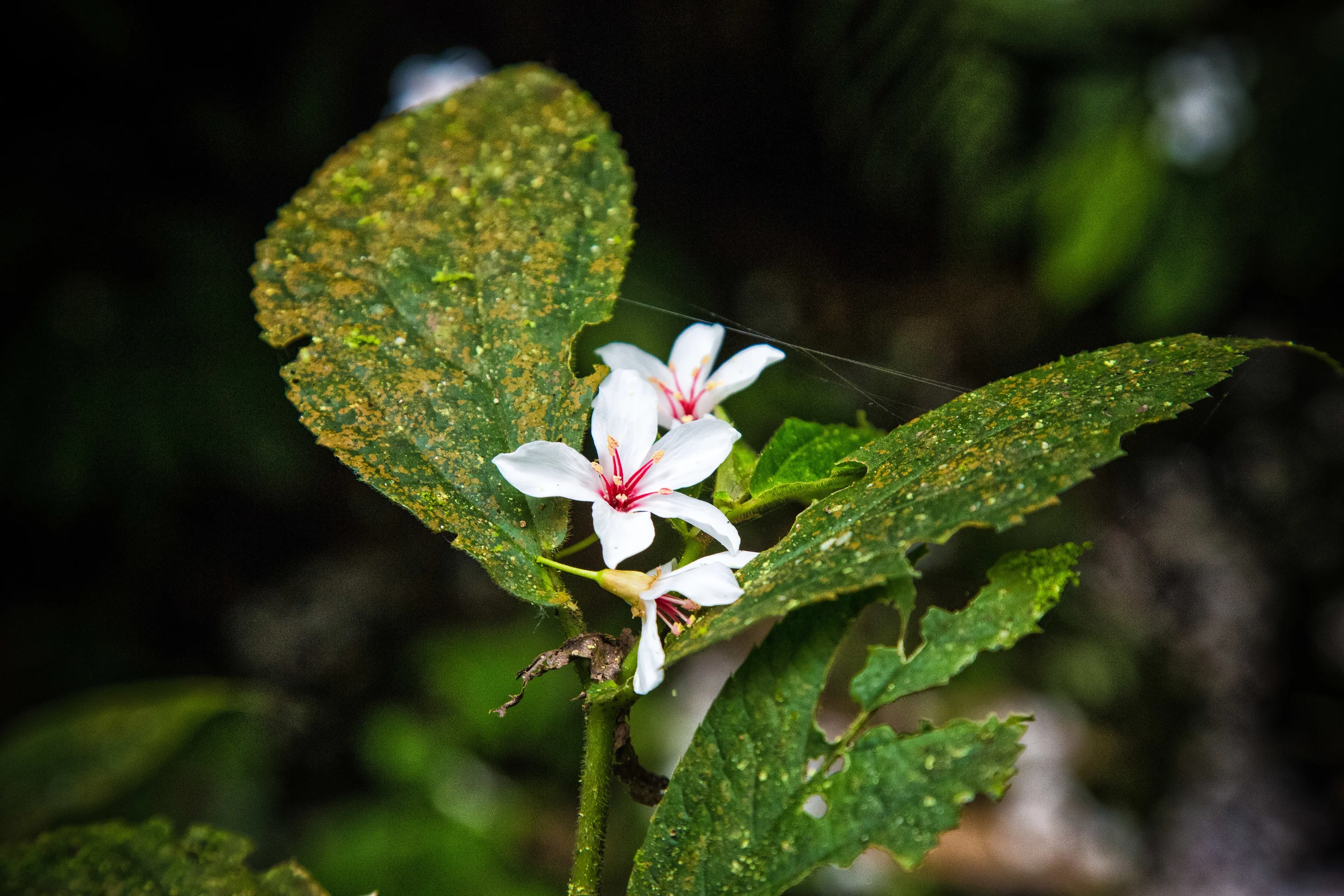 GTJ-2016-0512-8.jpg