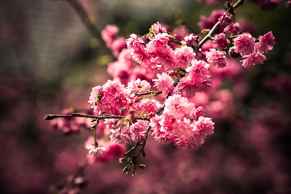 Taiwan Cherry Blossom Guide 臺灣櫻花地圖 Josh Ellis Photography