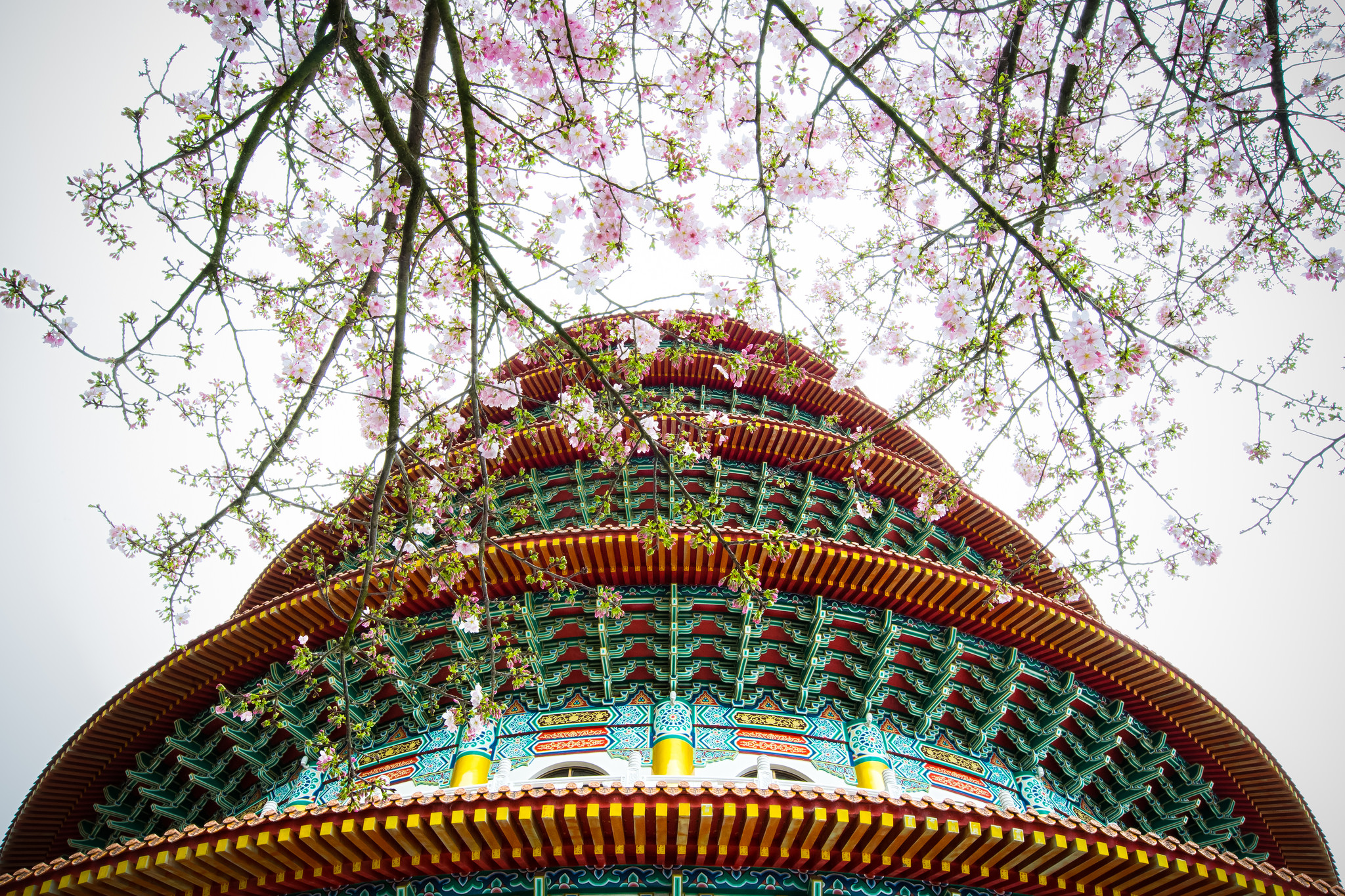 The Sakura Temple 