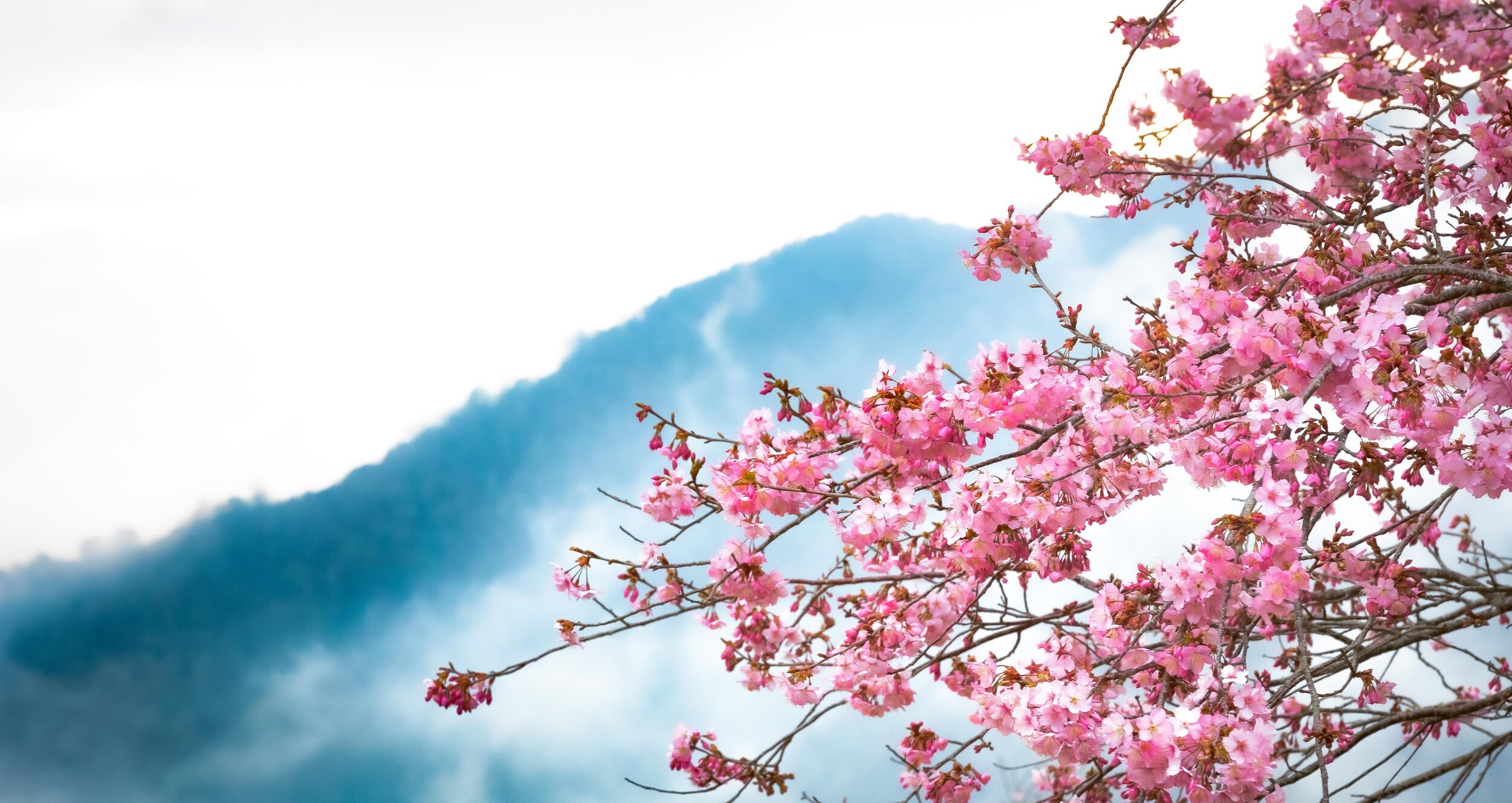 Cherry Blossoms at Lala Mountain (拉拉山櫻花) — Josh Ellis Photography