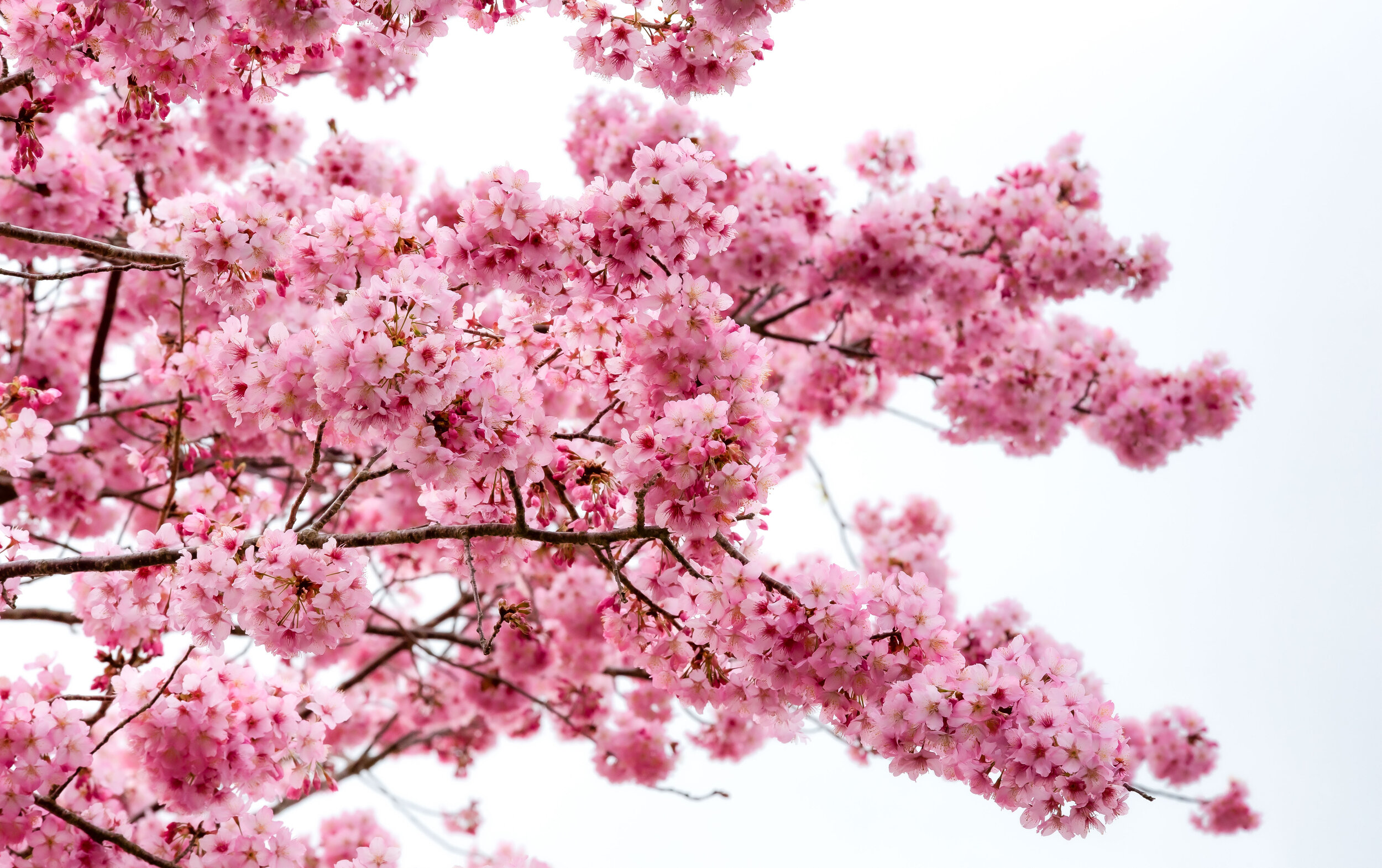 Taiwan Cherry Blossom Guide 臺灣櫻花地圖 Josh Ellis Photography Taiwan Cherry Blossom Guide 臺灣櫻花地圖 Josh Ellis Photography