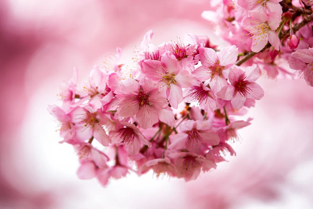 Taiwan Cherry Blossom Guide 臺灣櫻花地圖 Josh Ellis Photography