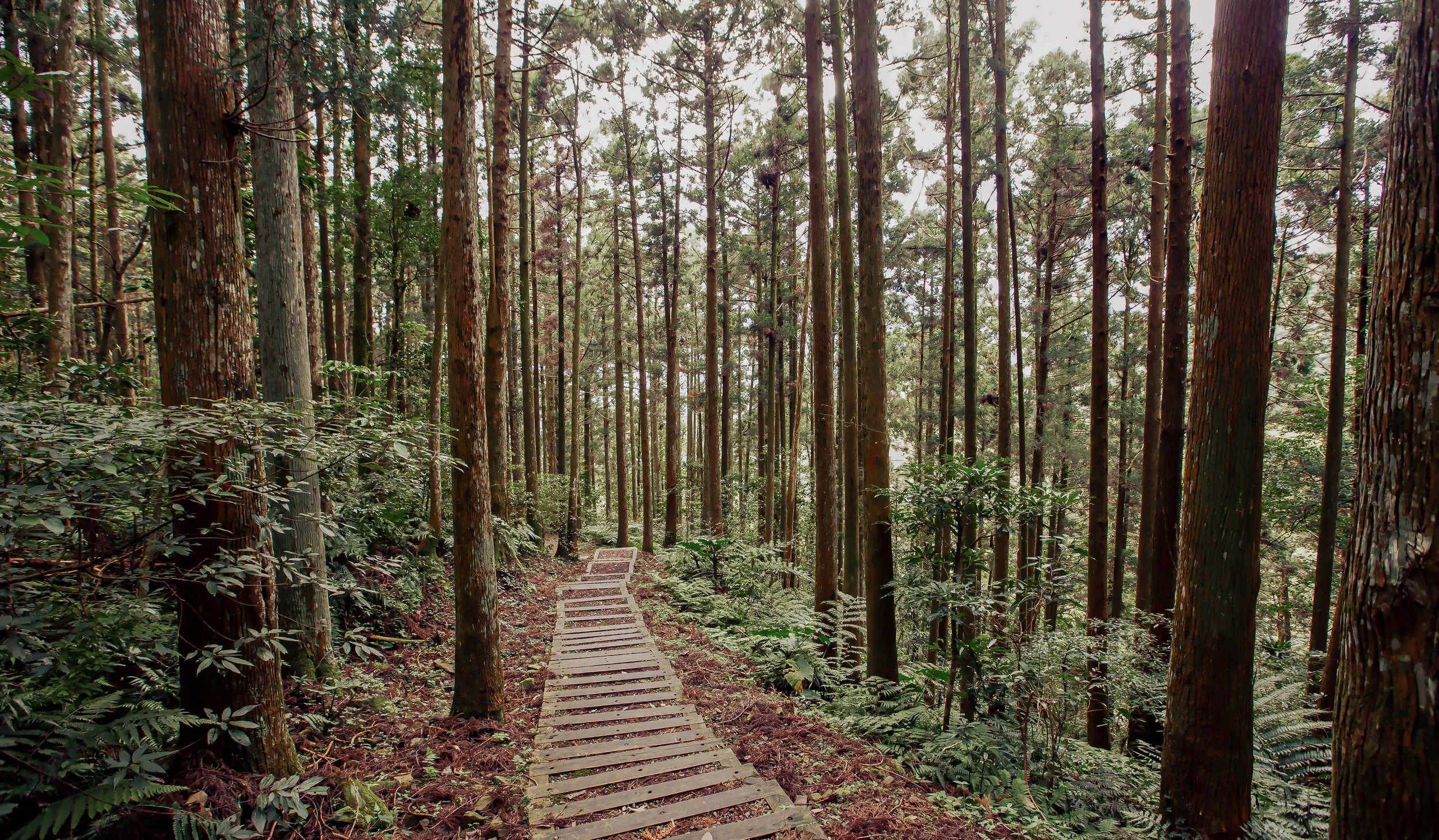 Dongyanshan Forest Recreation Park (東眼山國家森林遊樂區) — Josh Ellis Photography