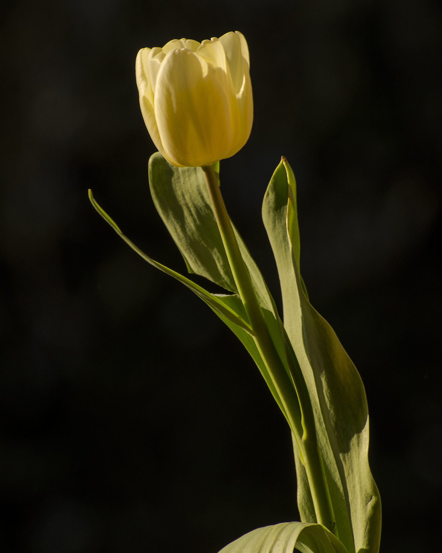white tulip 7657.jpg