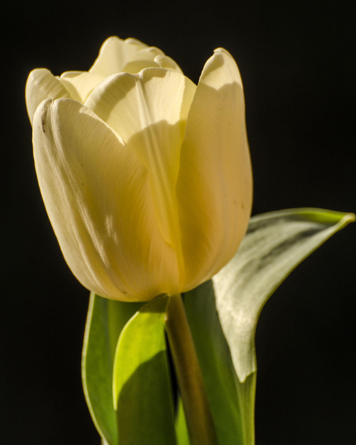 white tulip 7670.jpg