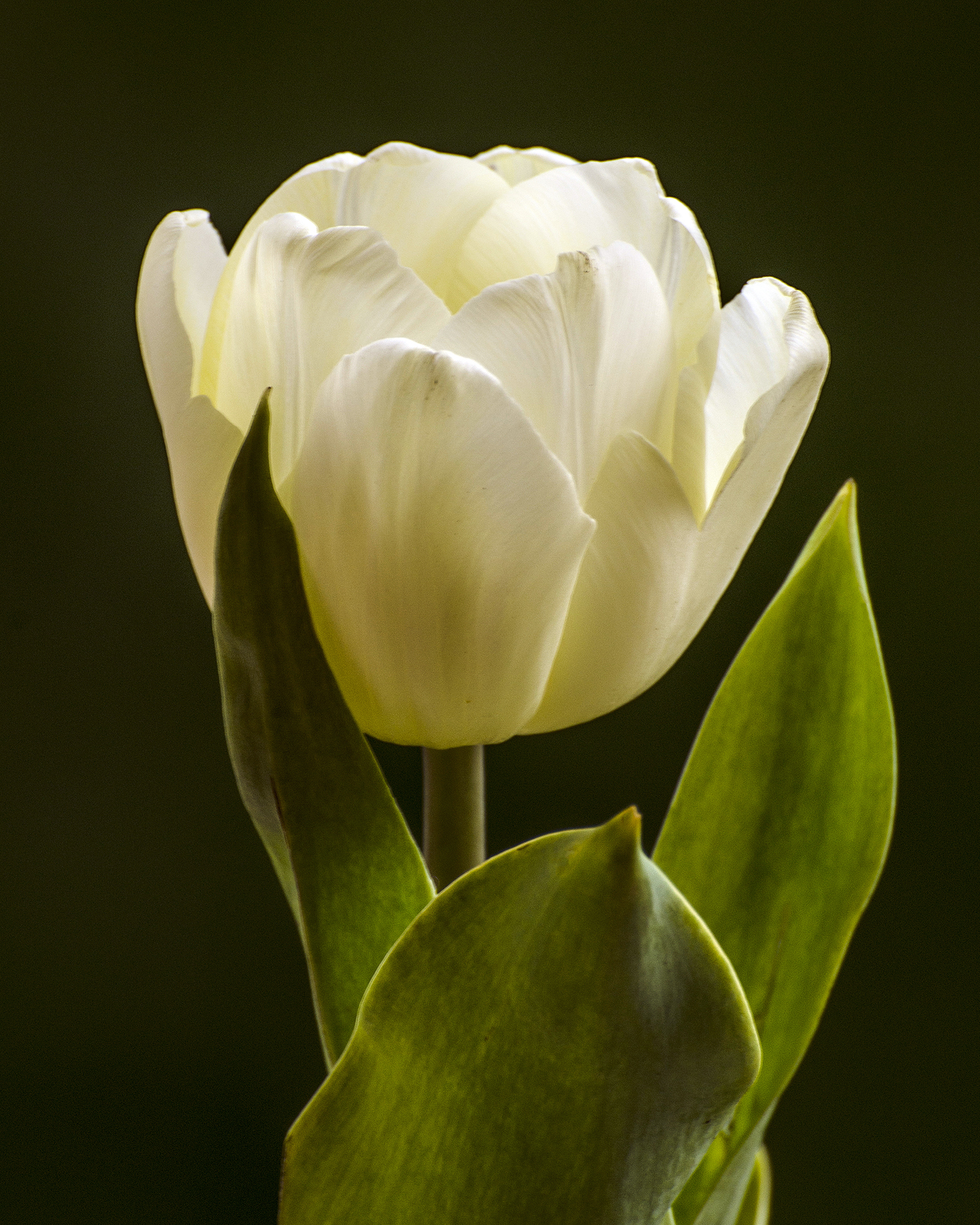 white white tulips 7672.jpg