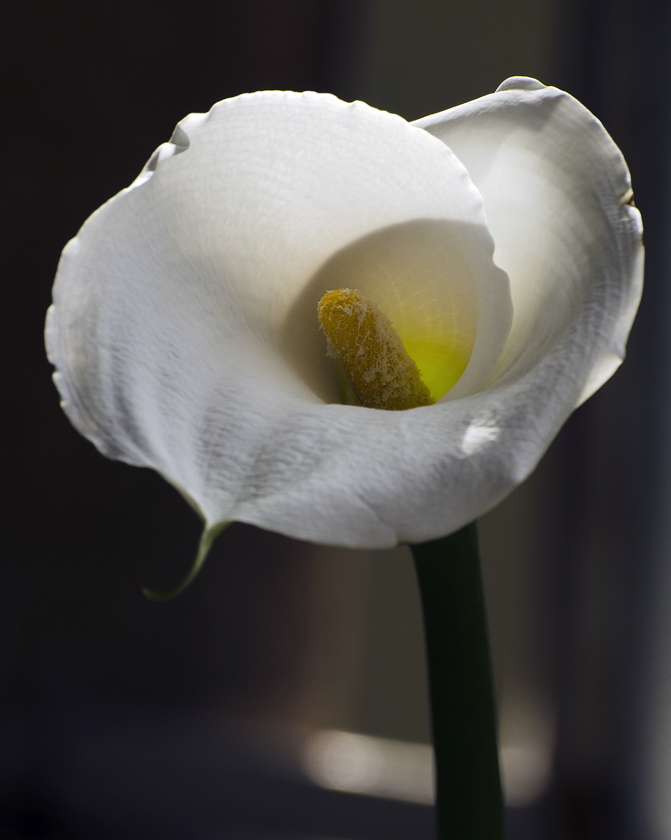 calla 7775.jpg