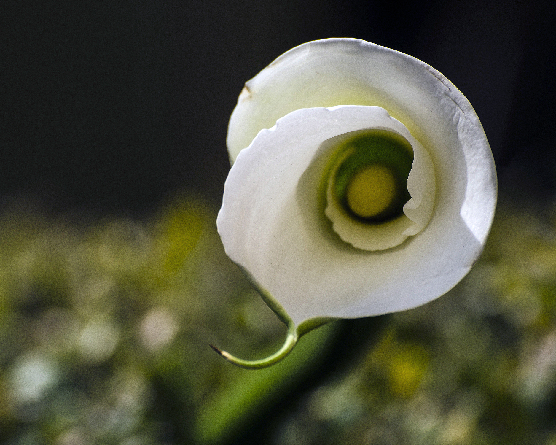 calla in bocciolo 7767.jpg