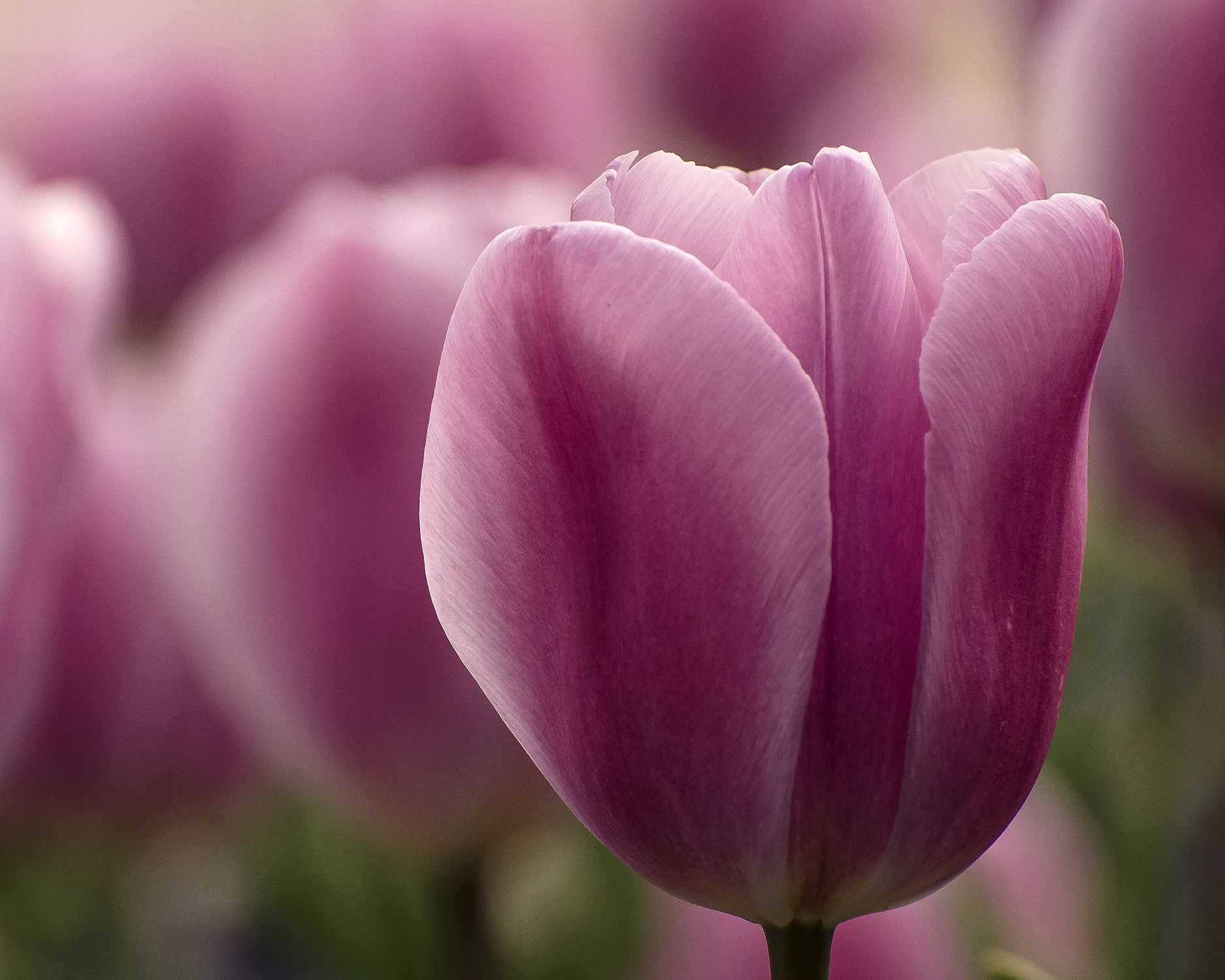 tulipani di lago 7728.jpg