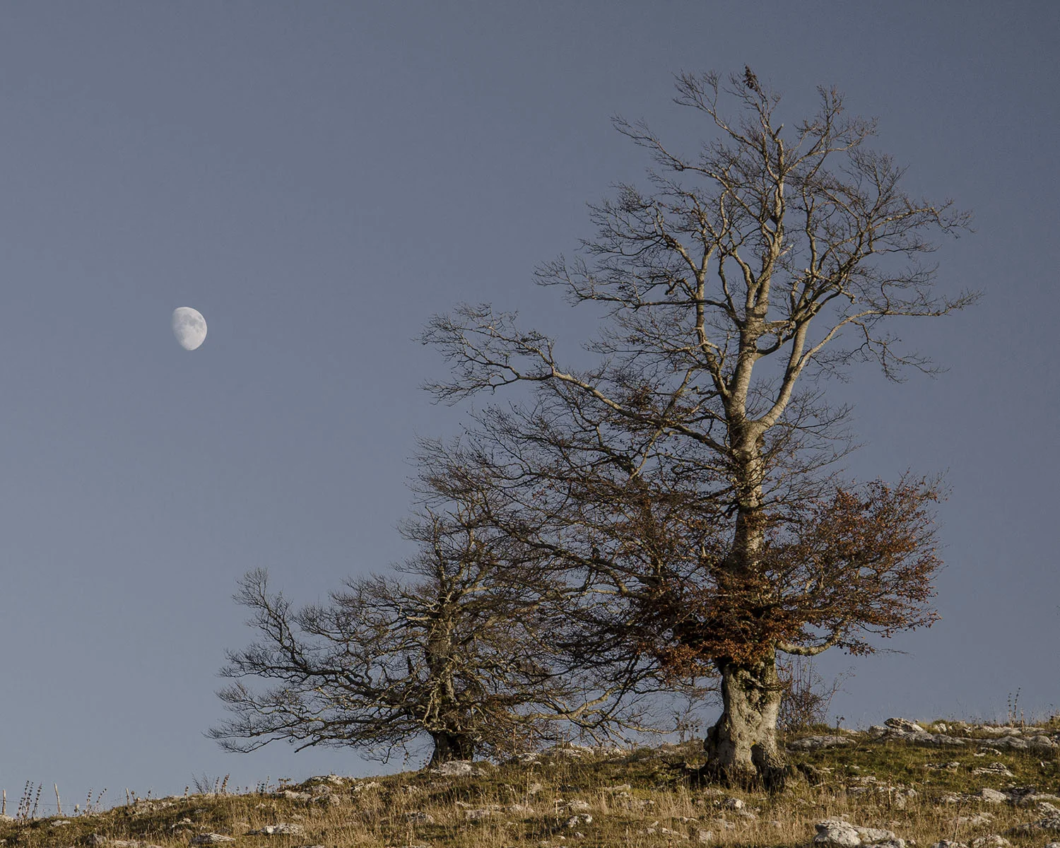 Alberi e luna a Malga Bes - Trentino Alto Adige