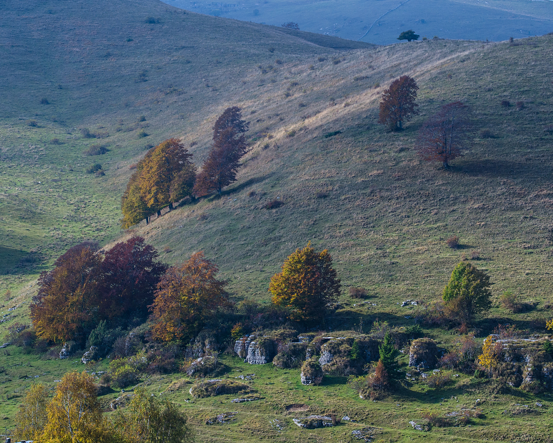 alberi sul pendio alla Sega-3694.jpg