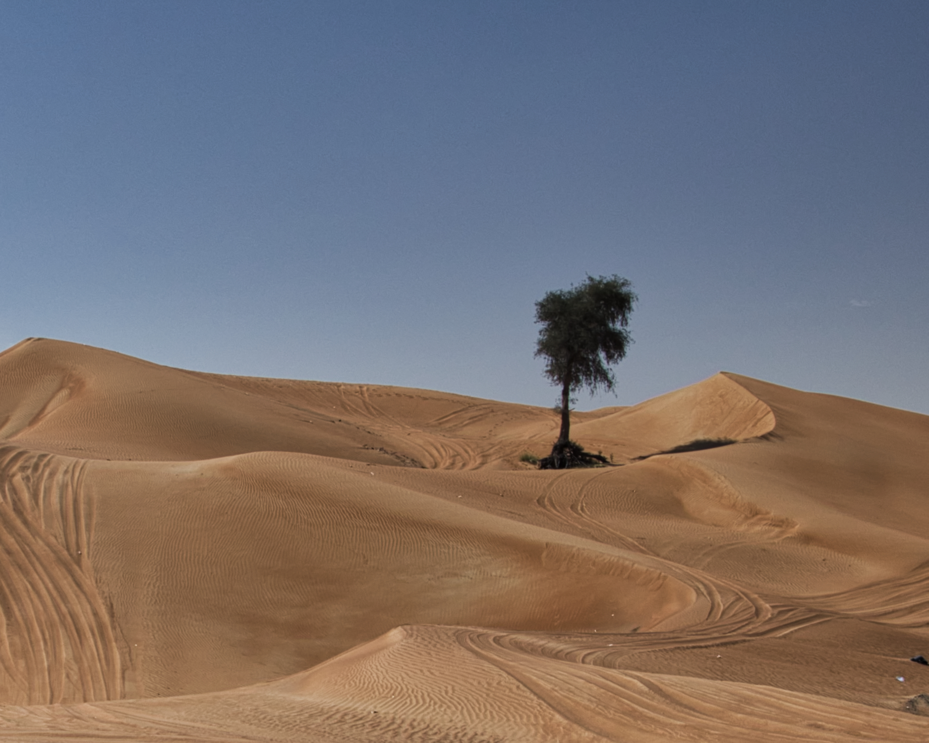 deserto dubai-albero-0995.jpeg