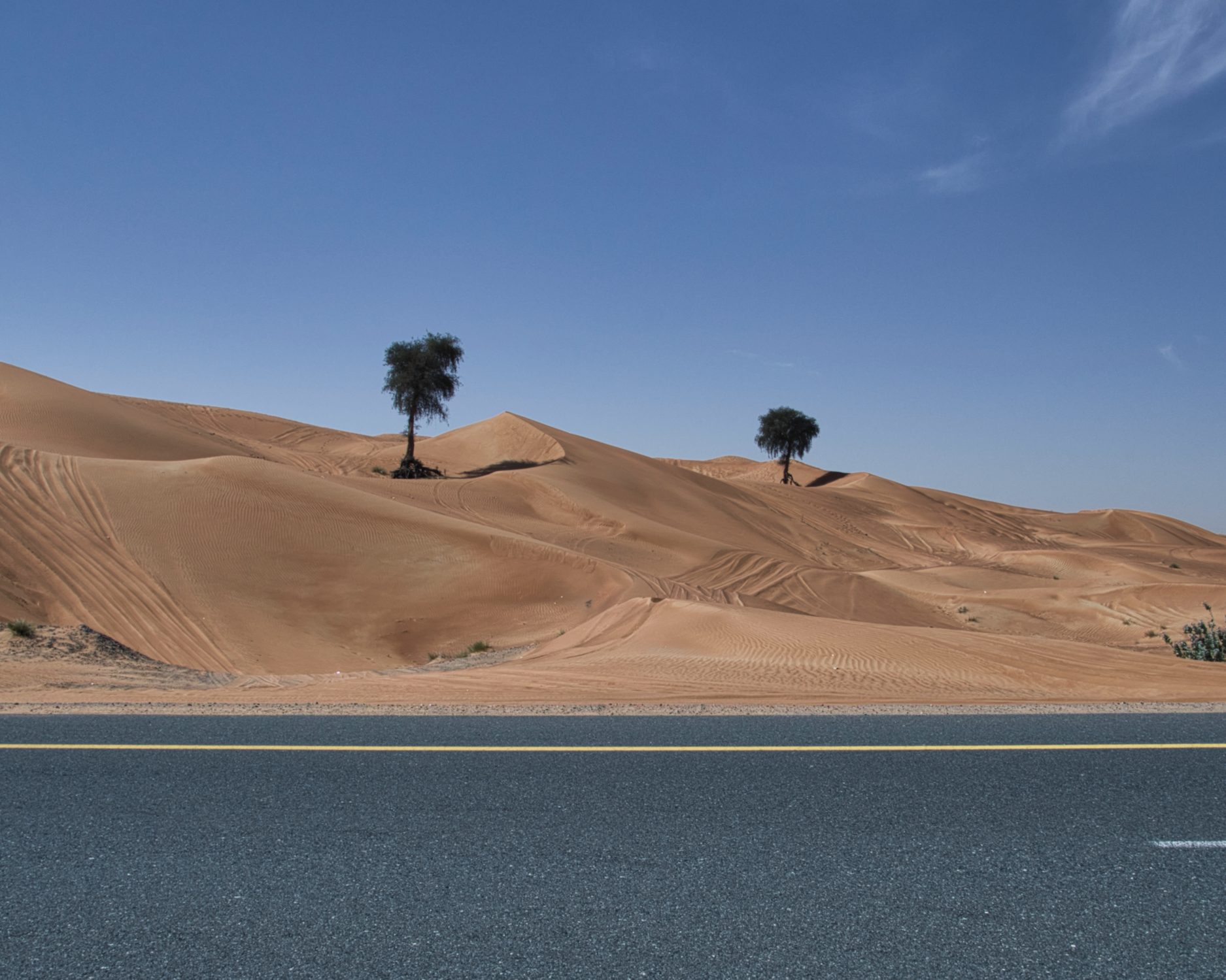 deserto dubai-alberi-0987.jpeg