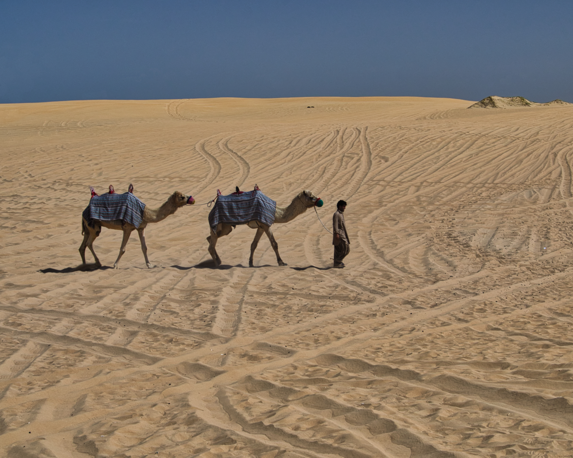 Dromedari e cammelliere - Deserto di Dubai - U.A.E.