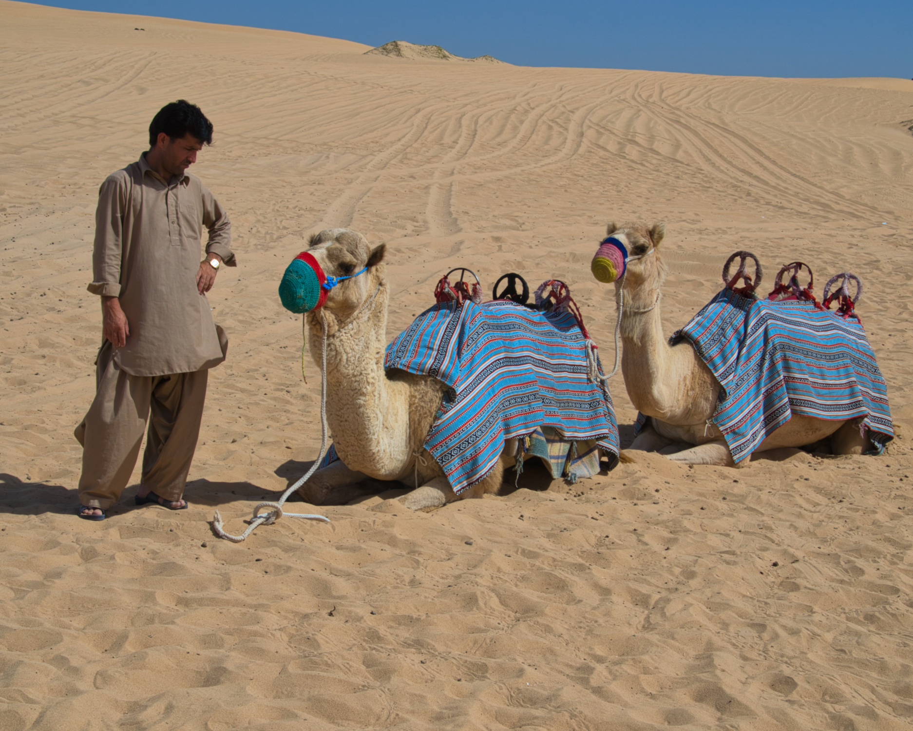 Cammelliere e dromedari - Deserto di Dubai - U.A.E.