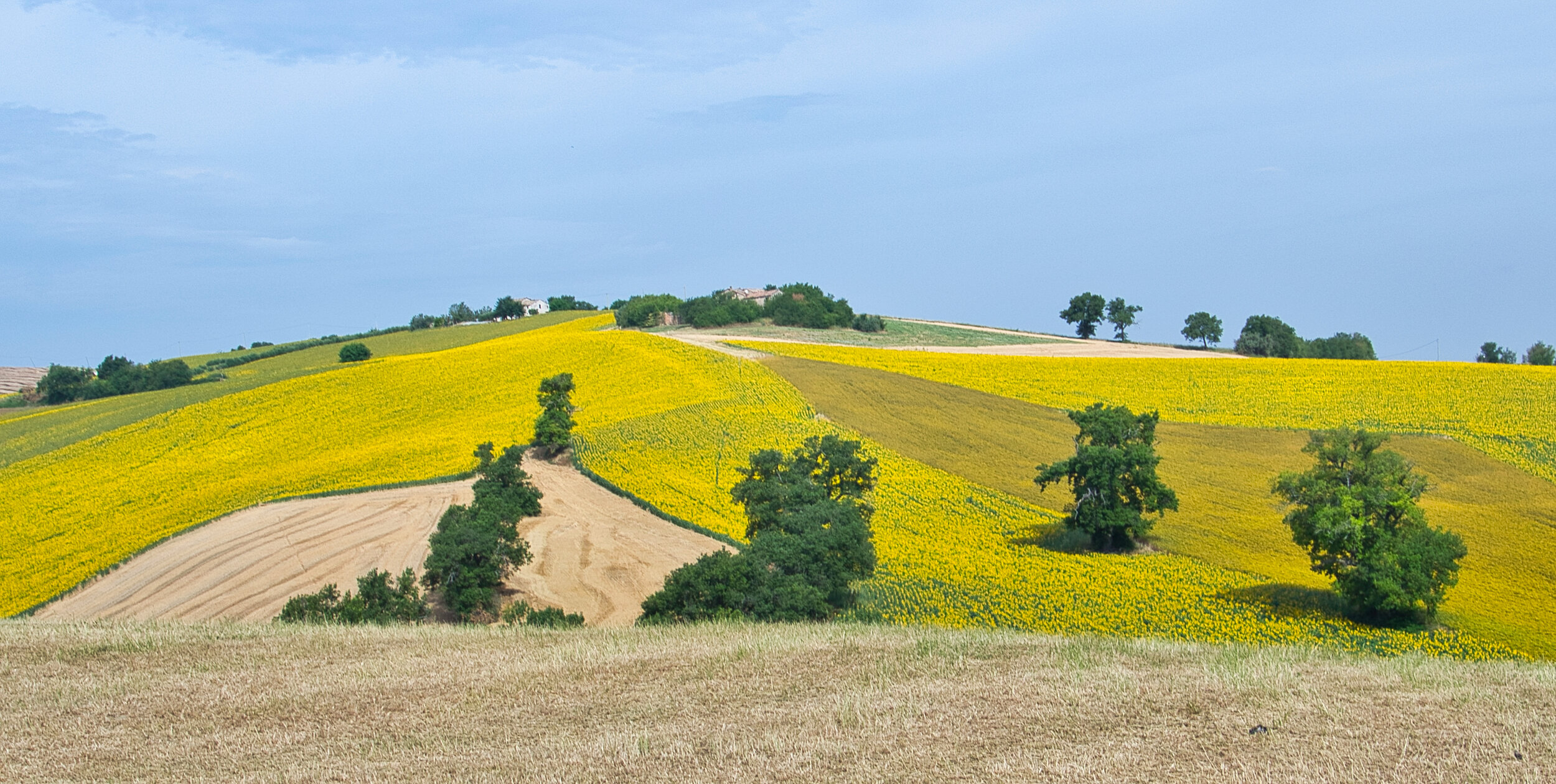 Marche Cingoli campi di girasoli_0330.jpeg