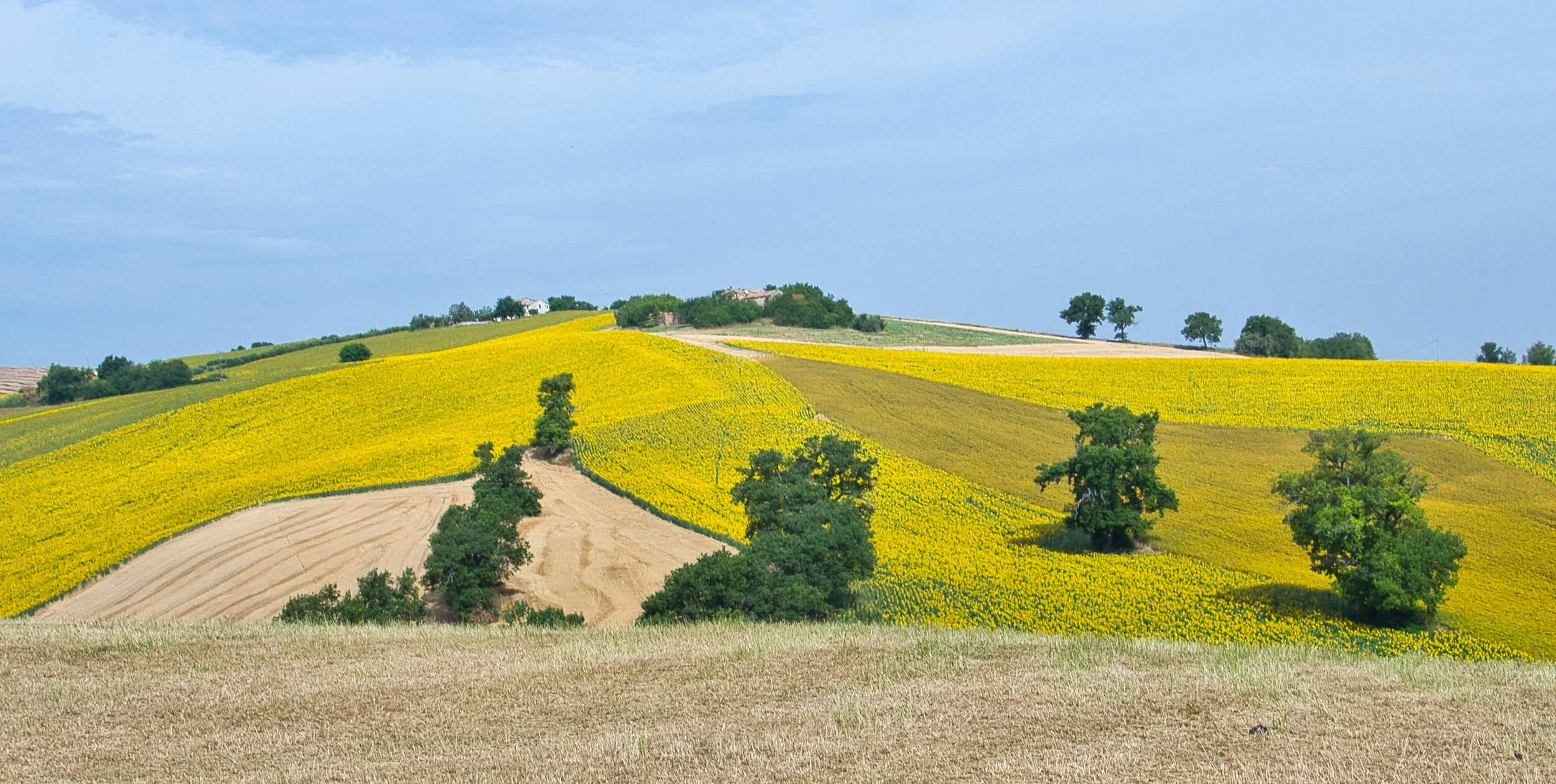 Colline di Cingoli - Marche