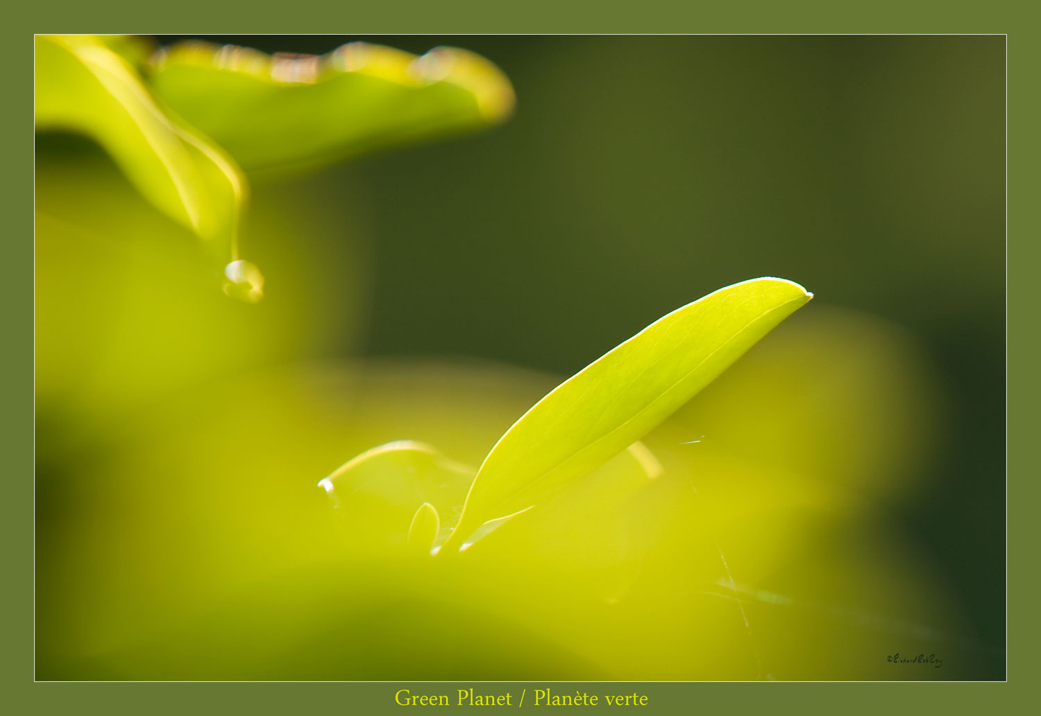 300Green72ppiJPGsRGB300ppi_MG_9512zv1a-1500x1033.jpg