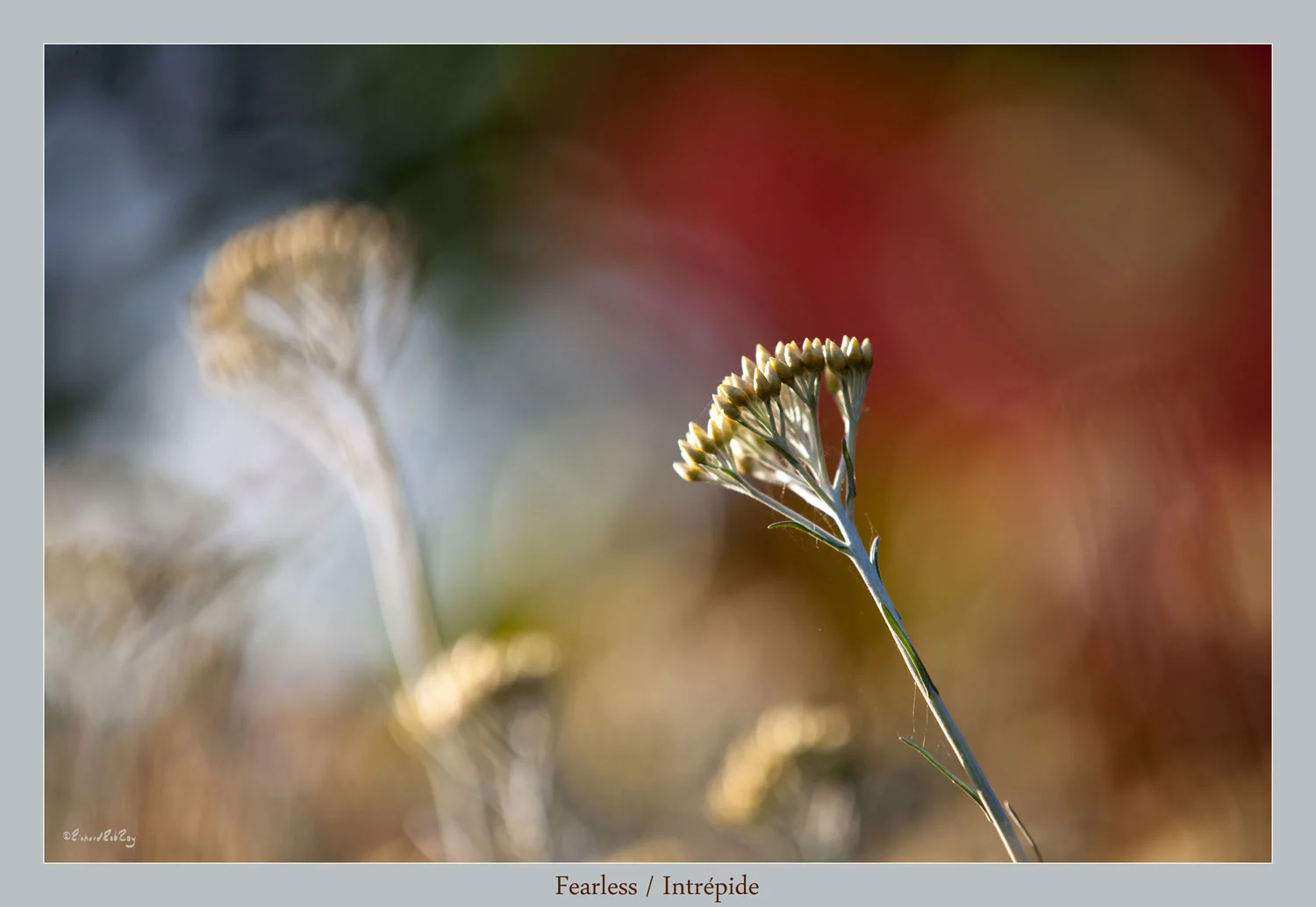 340Fearless72ppiJPGsRGB_MG_9921zv1ab-1500x1034.jpg