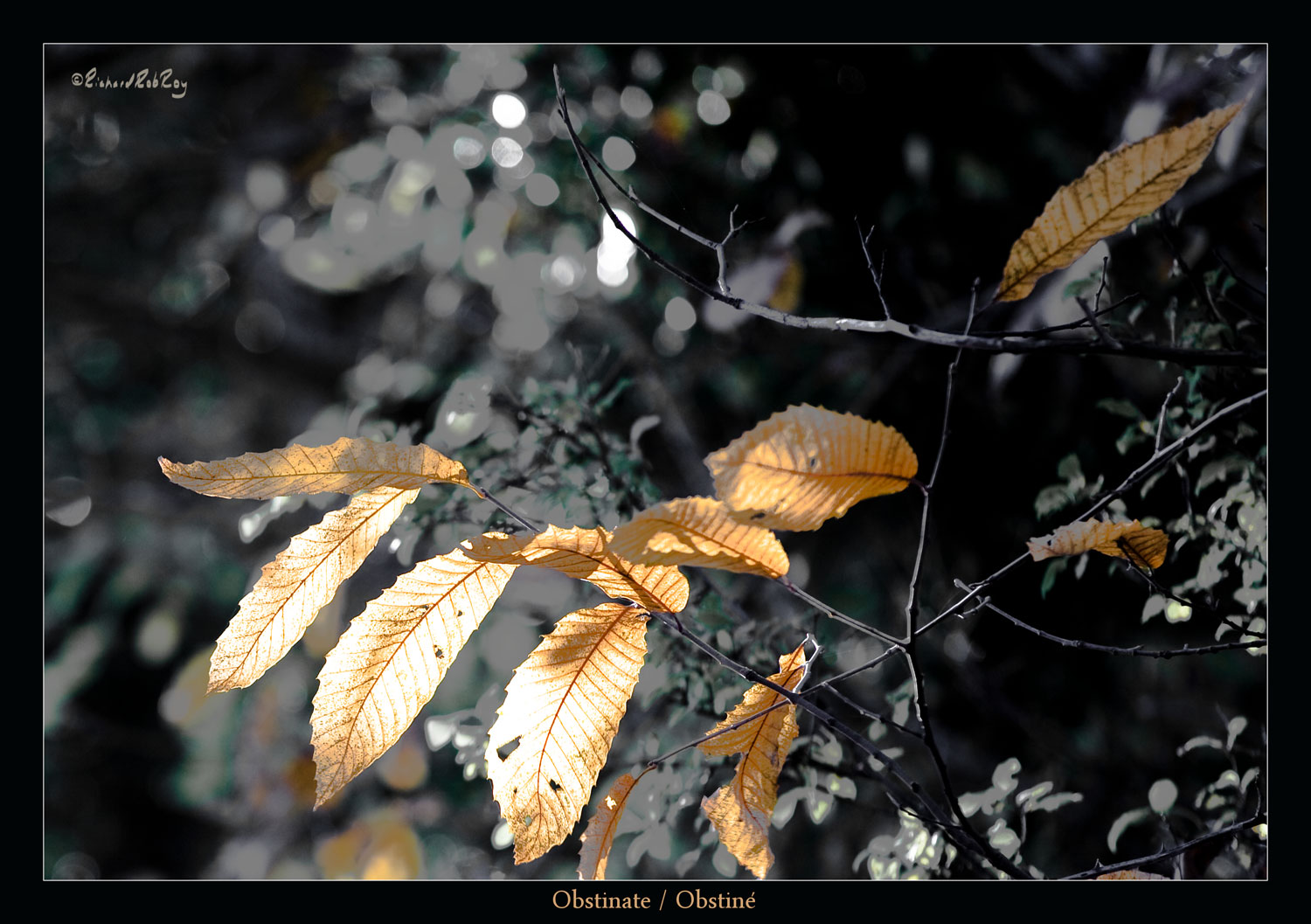120Obstinate72ppiJPGsRGB300ppi_MG_6174zv1abcdef--1500x1034.jpg