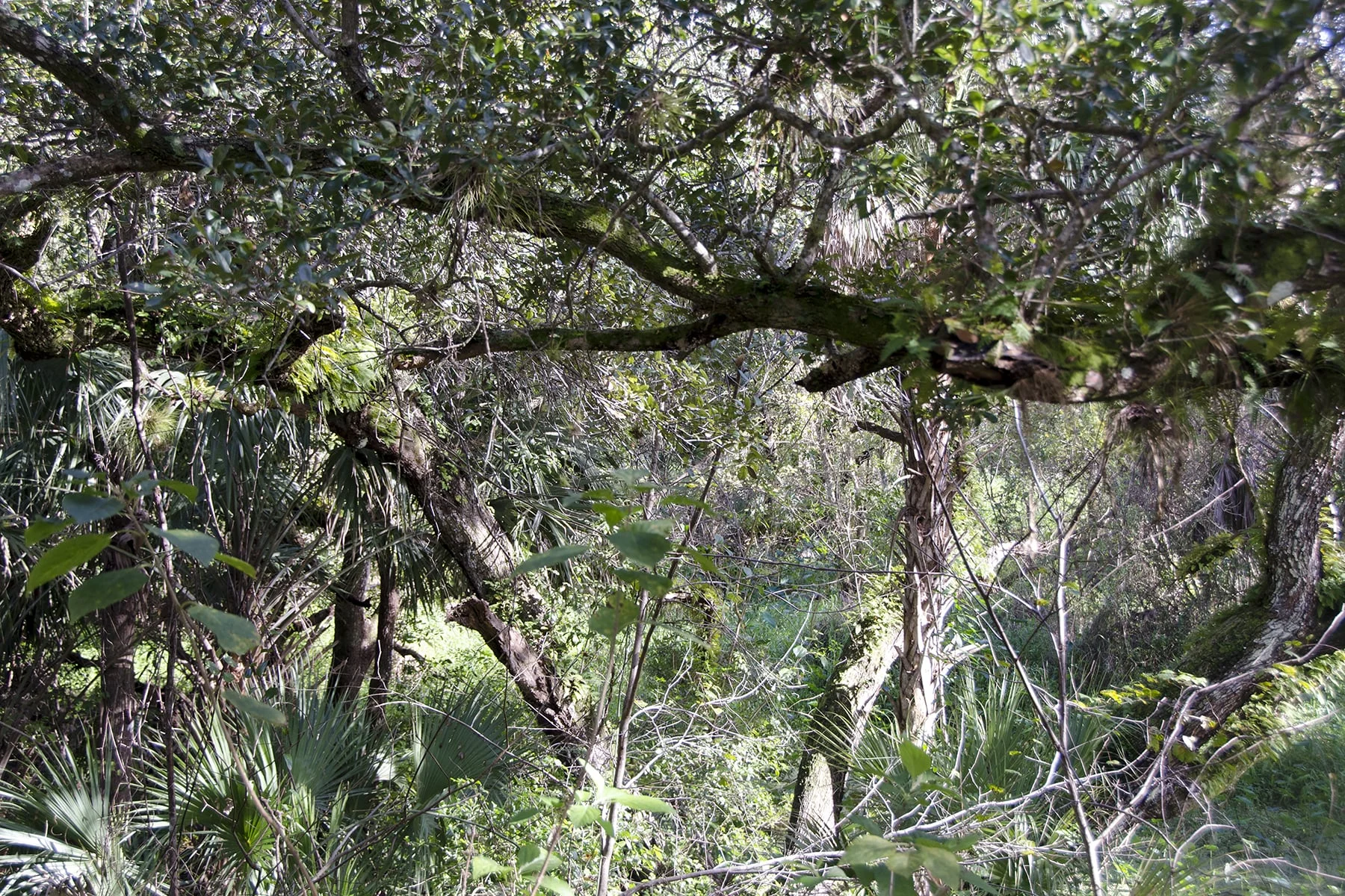 Untitled 022 (Turkey Creek, Florida), 2016