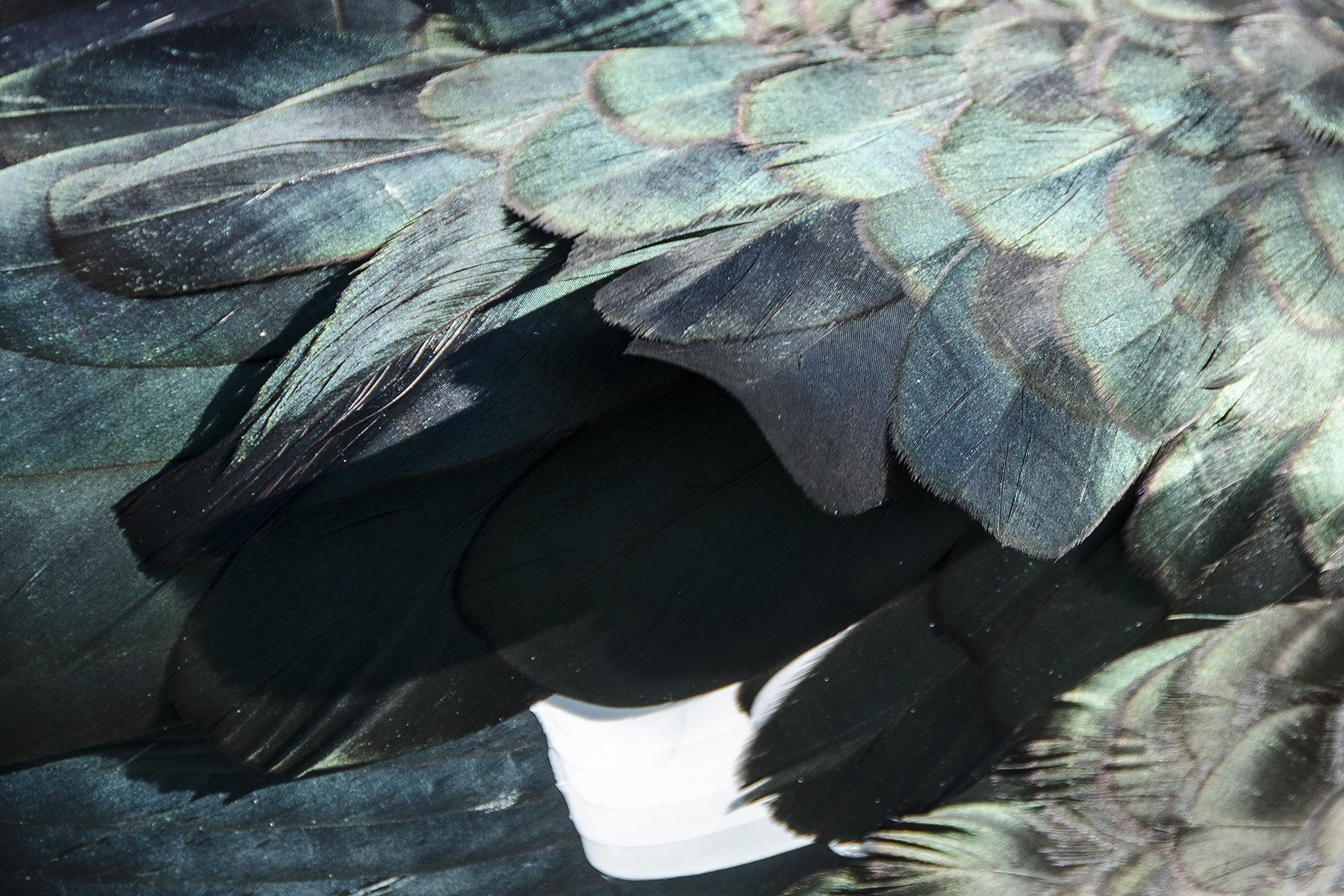 Plumage 020-16