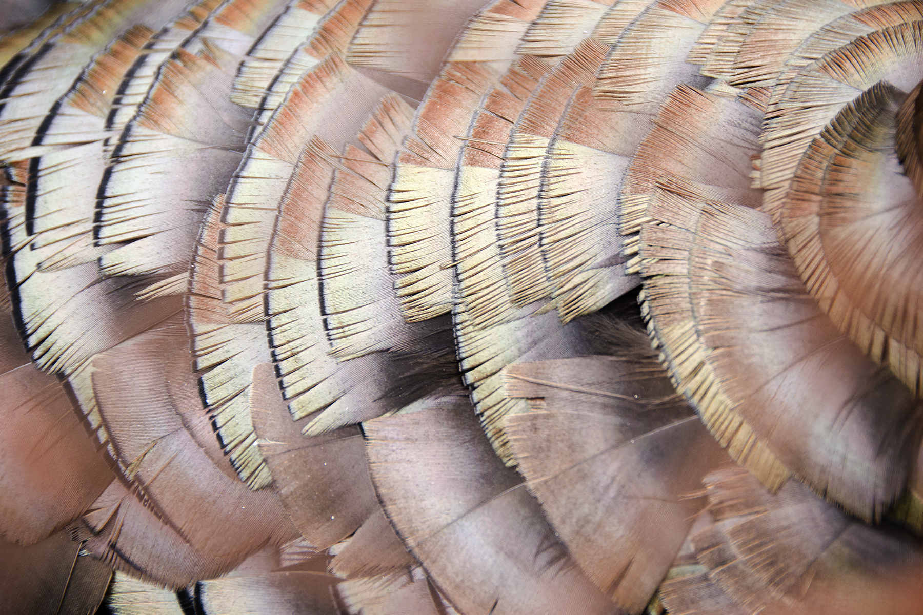 Plumage 007-15
