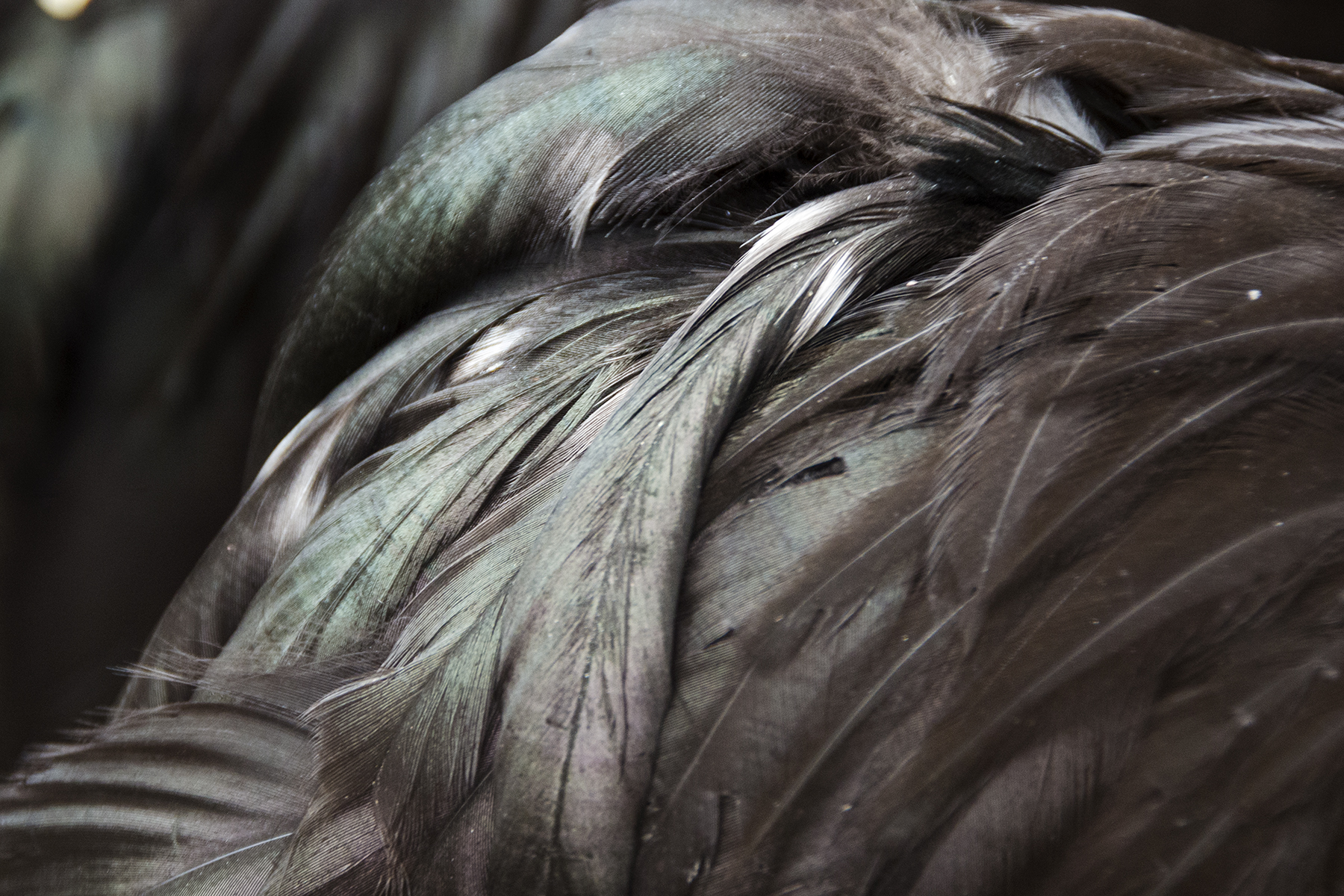 Plumage 081-15