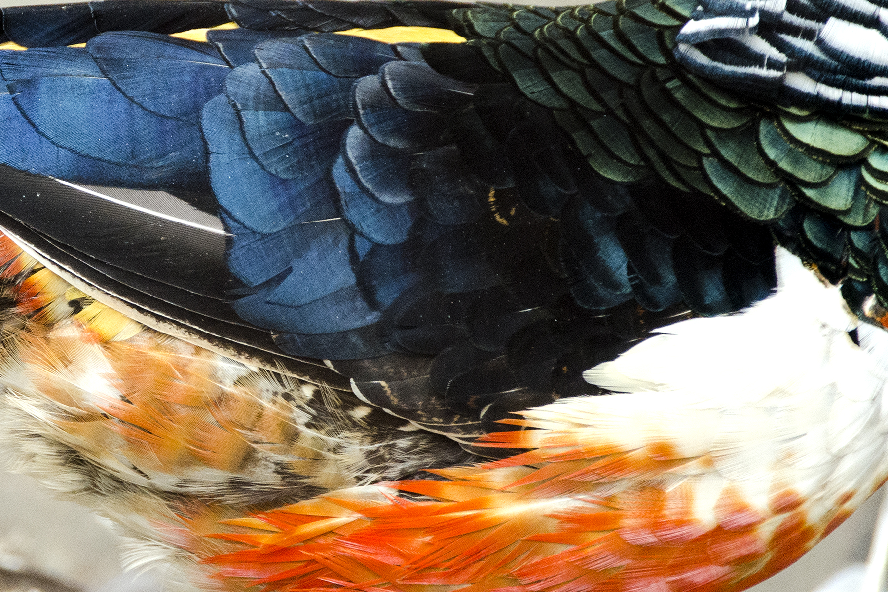 Plumage 087-15