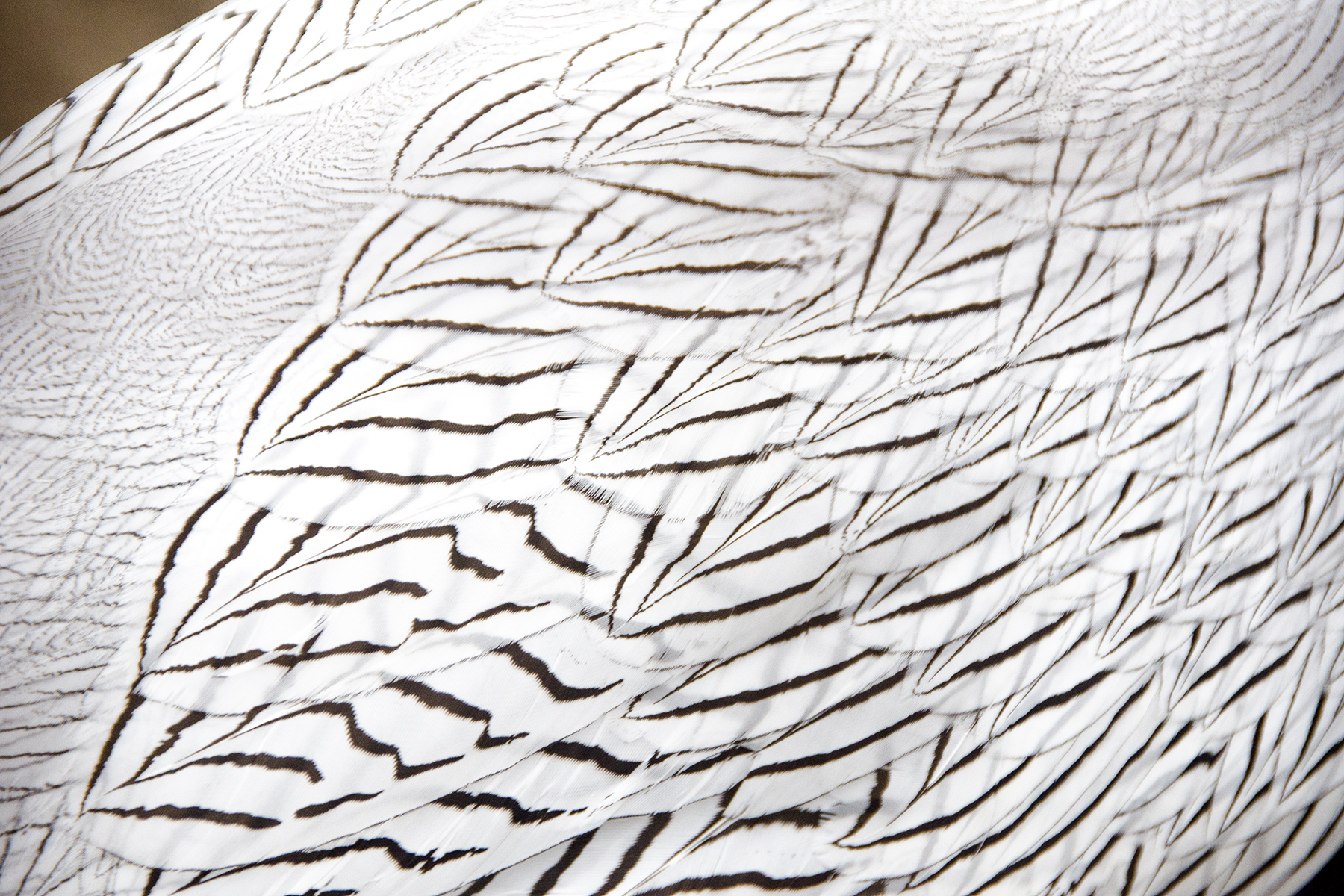 Plumage 060-15