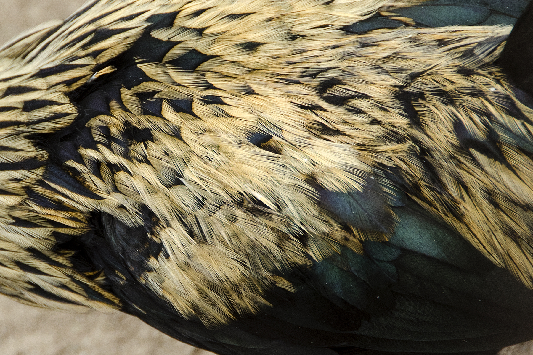 Plumage 015-15