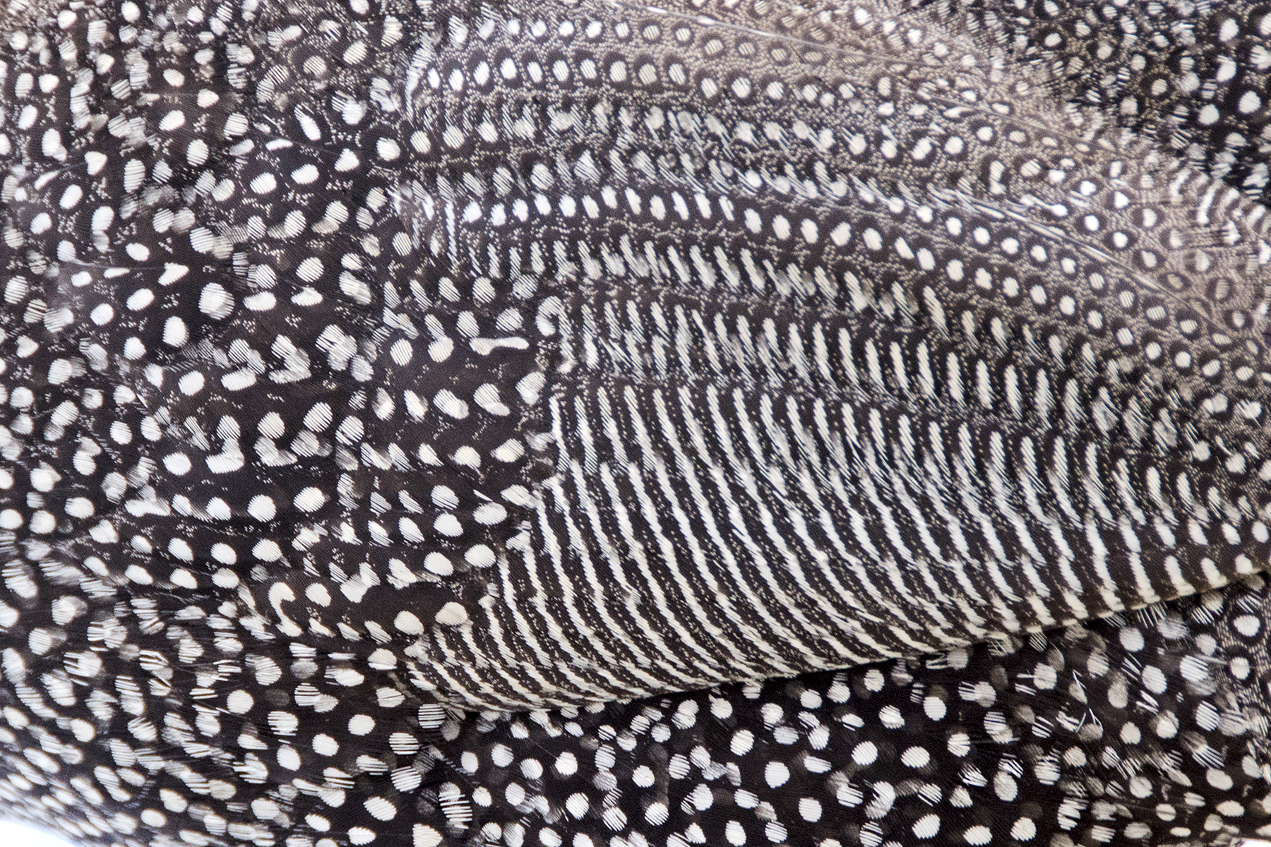 Plumage 020-15