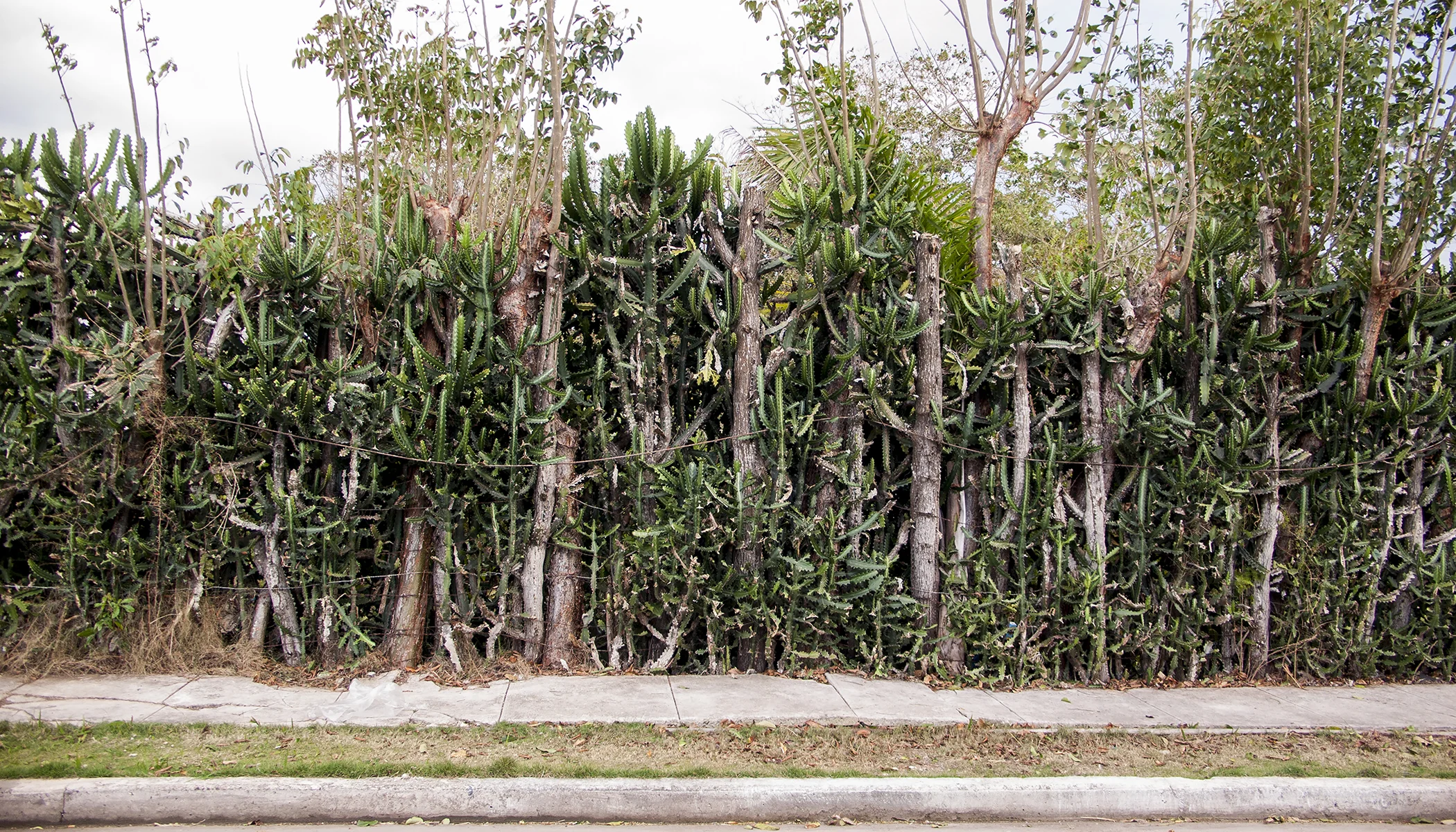  Cuba (Growth) 001-10 