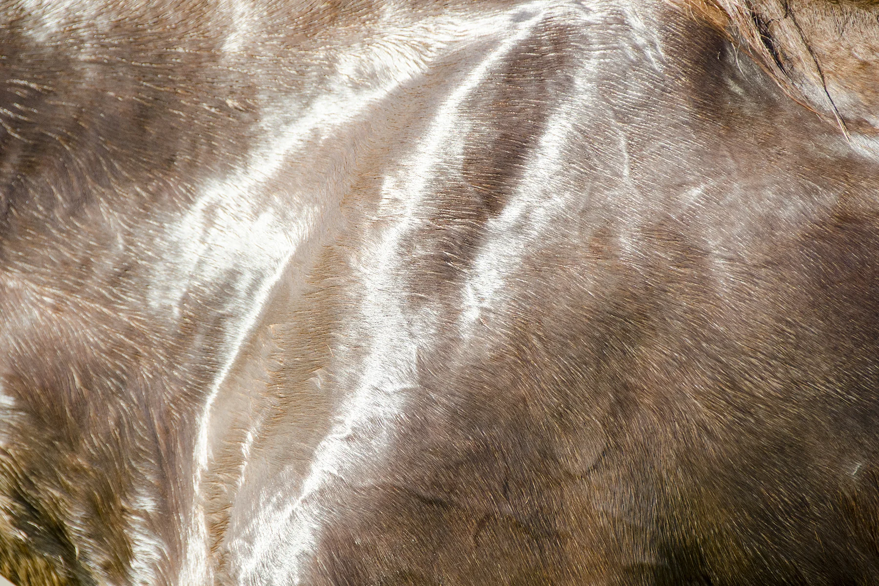 Horses 097-16