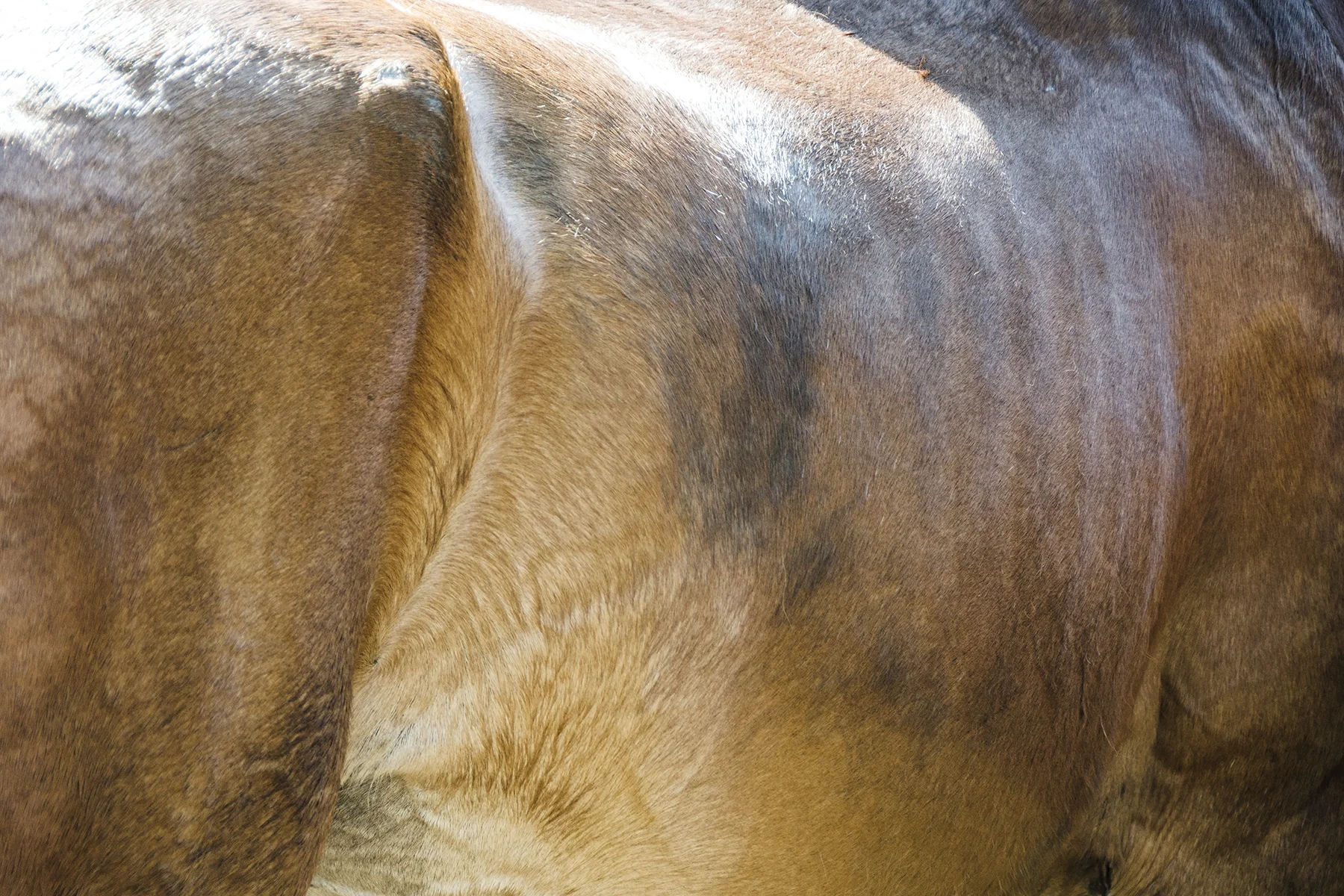 Horses 110-16
