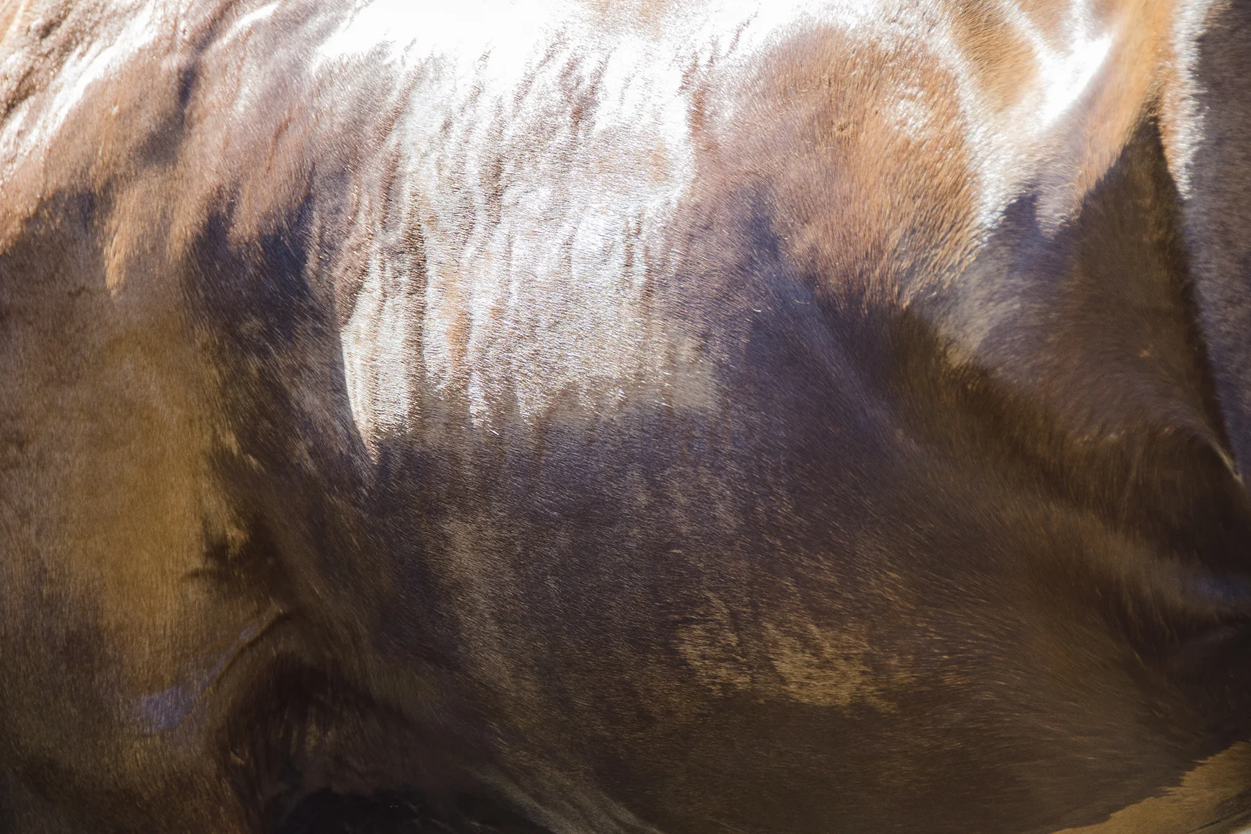 Horses 117-16