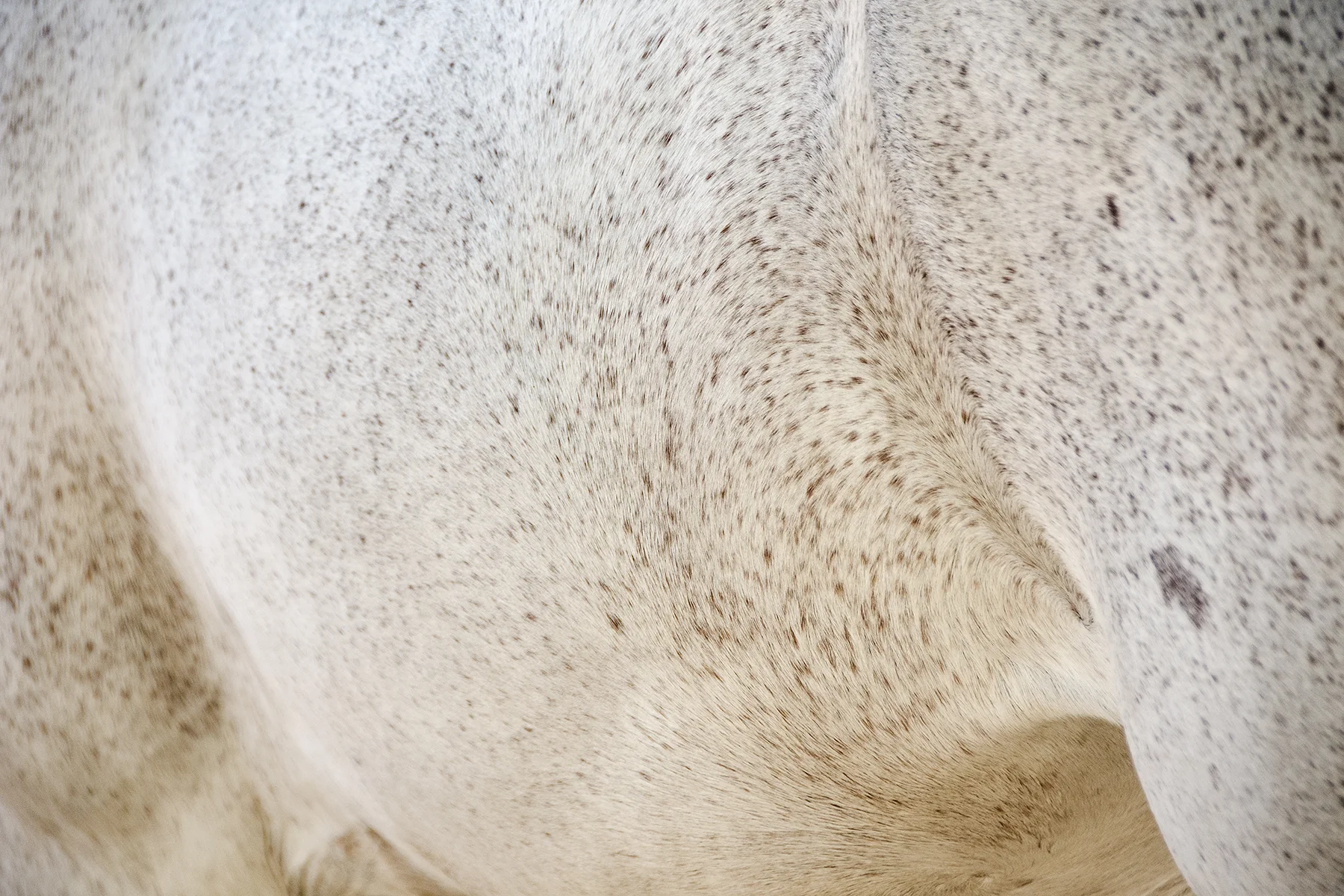 Horses 005-16