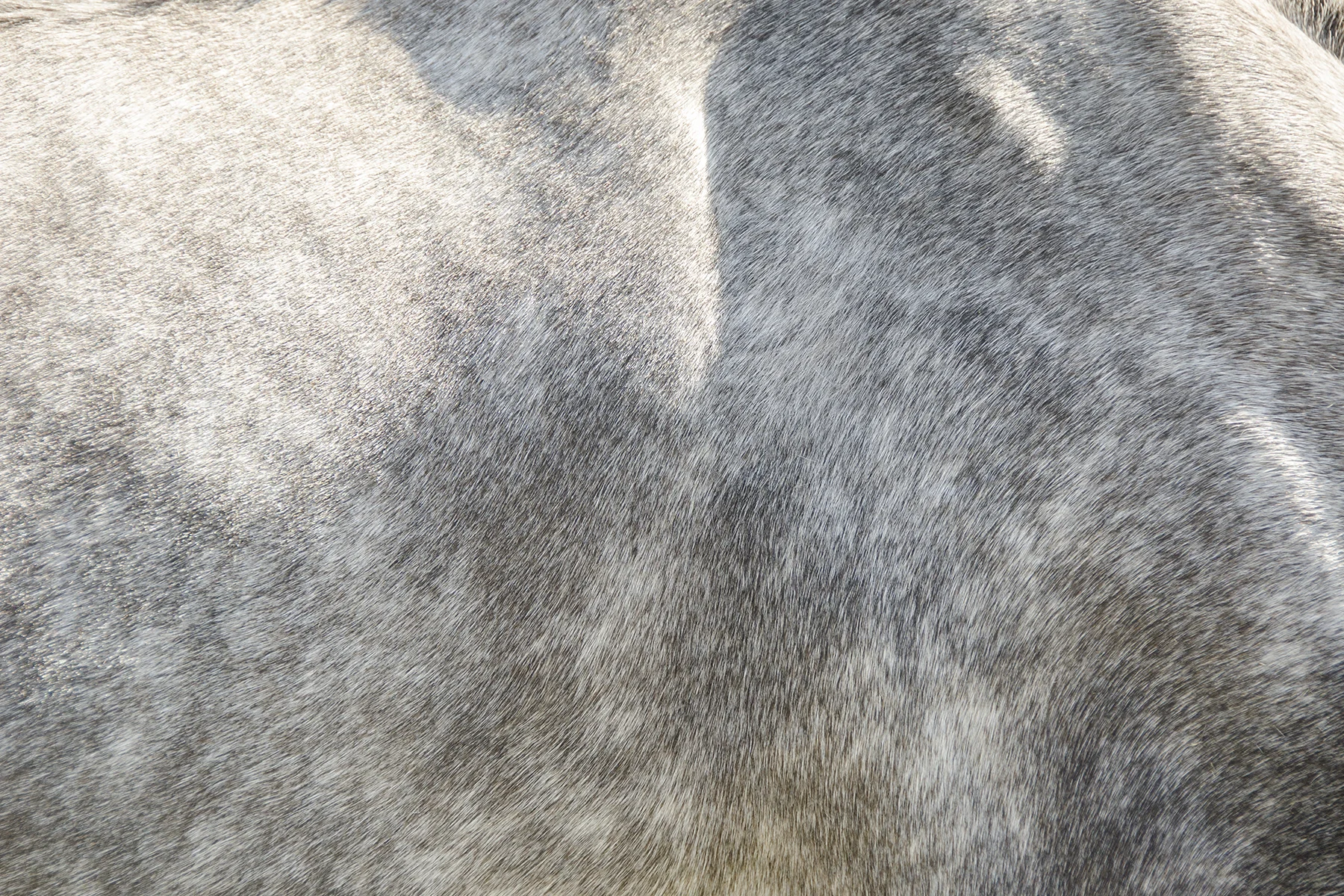 Horses 056-16