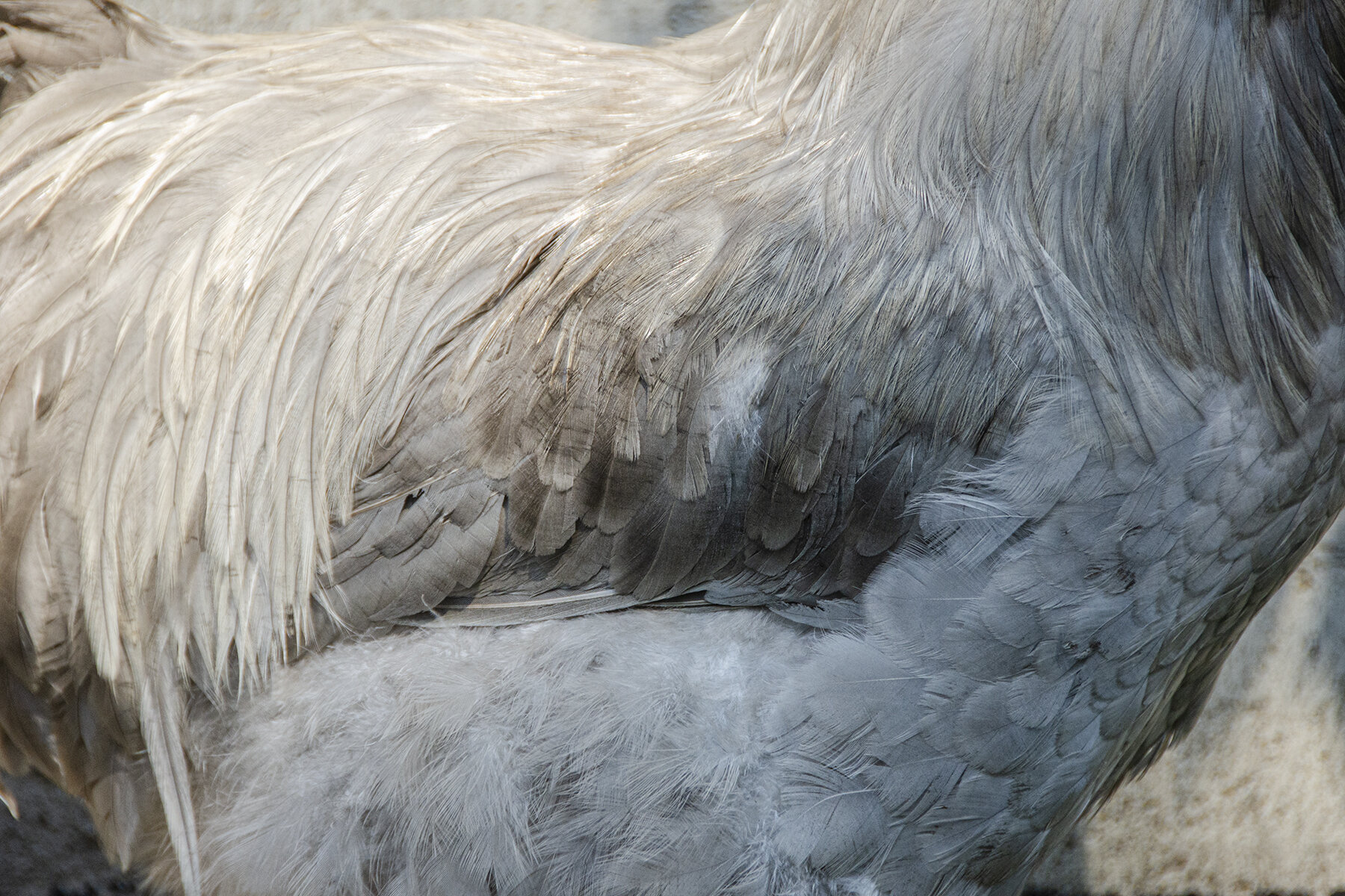 Birds 034-16