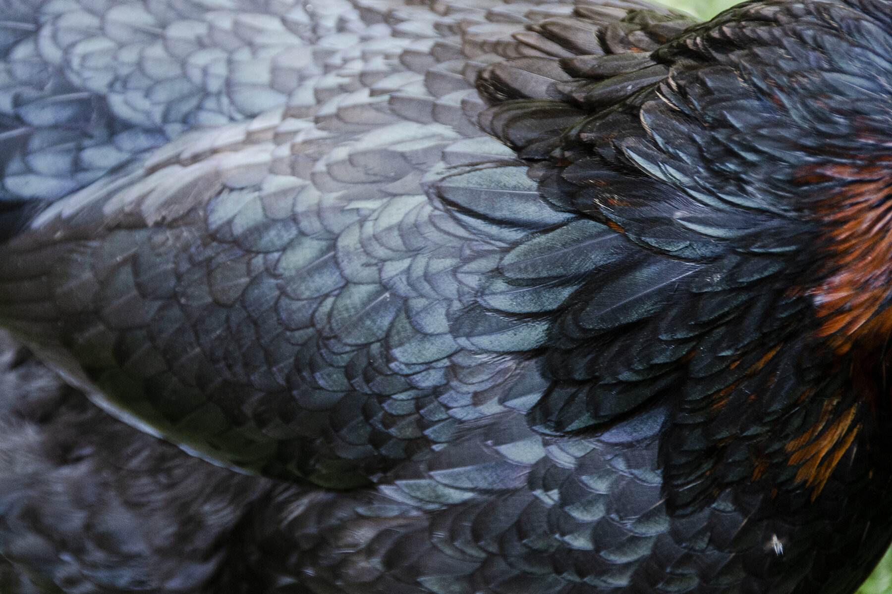 Birds 030-16