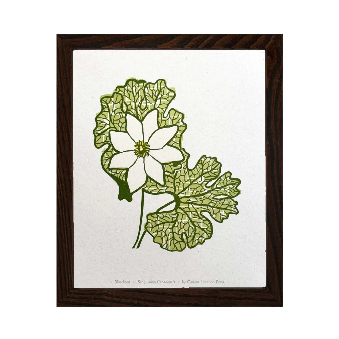 Bloodroot darkframe.jpg